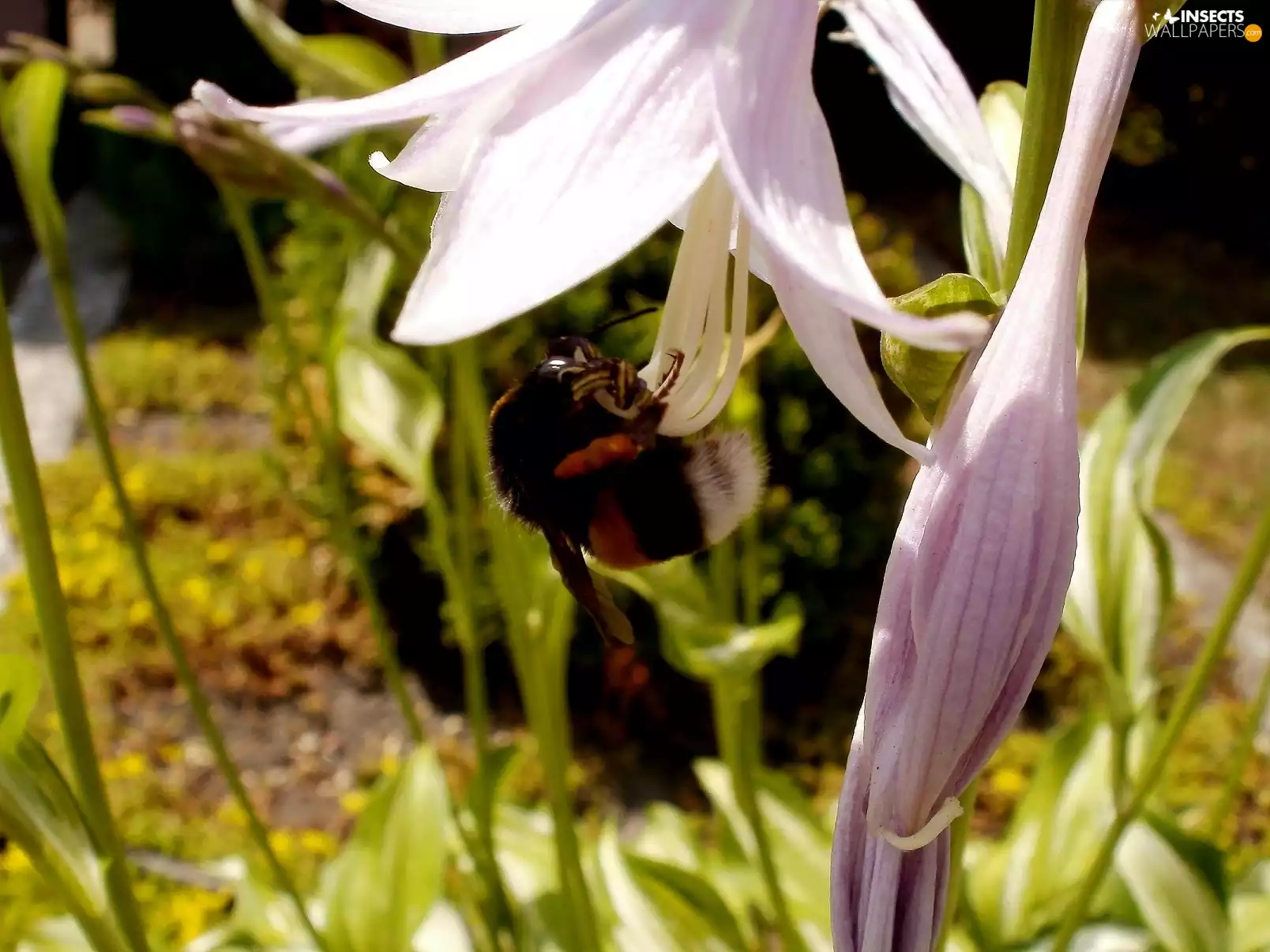 bee, Colourfull Flowers