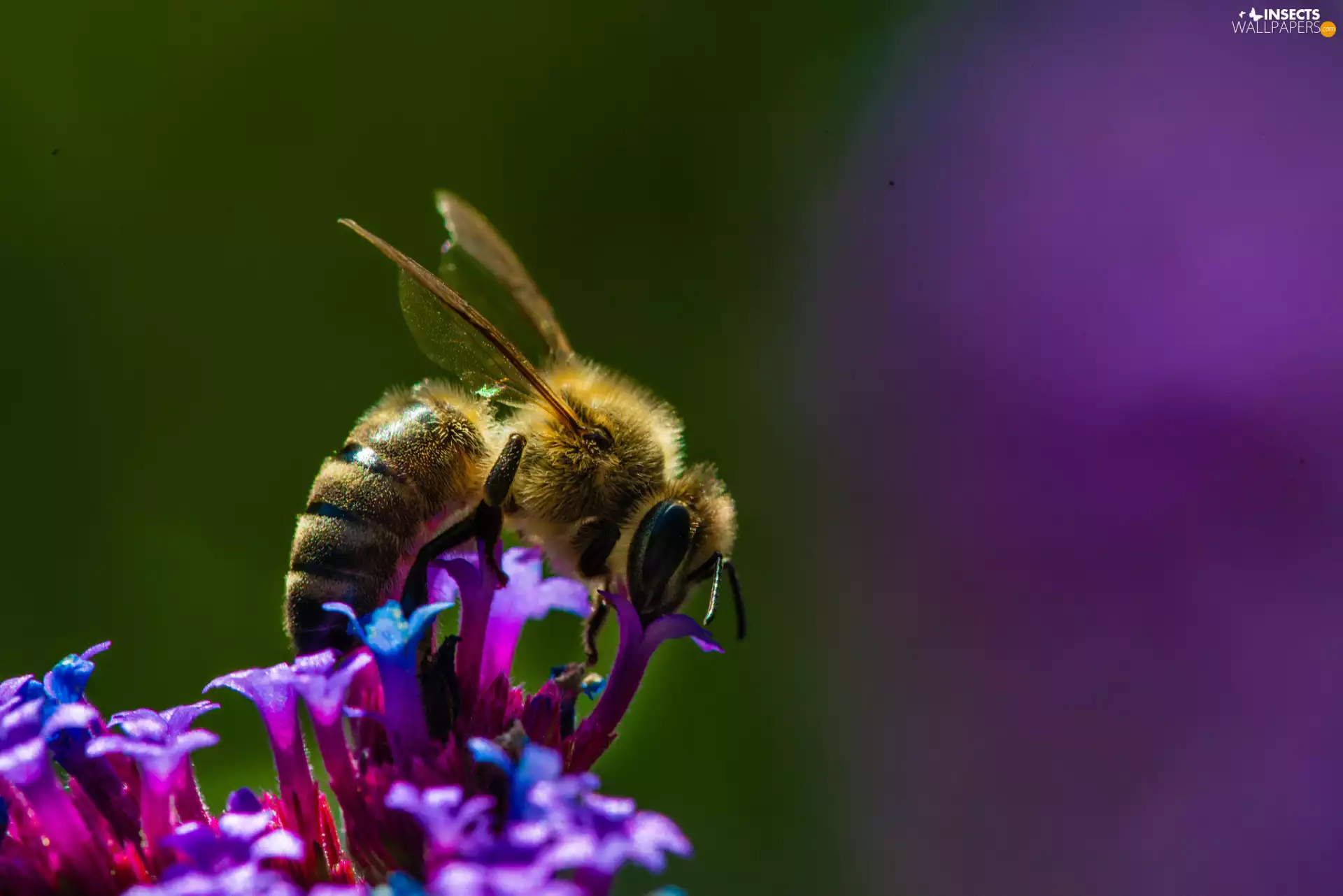 bee, Colourfull Flowers
