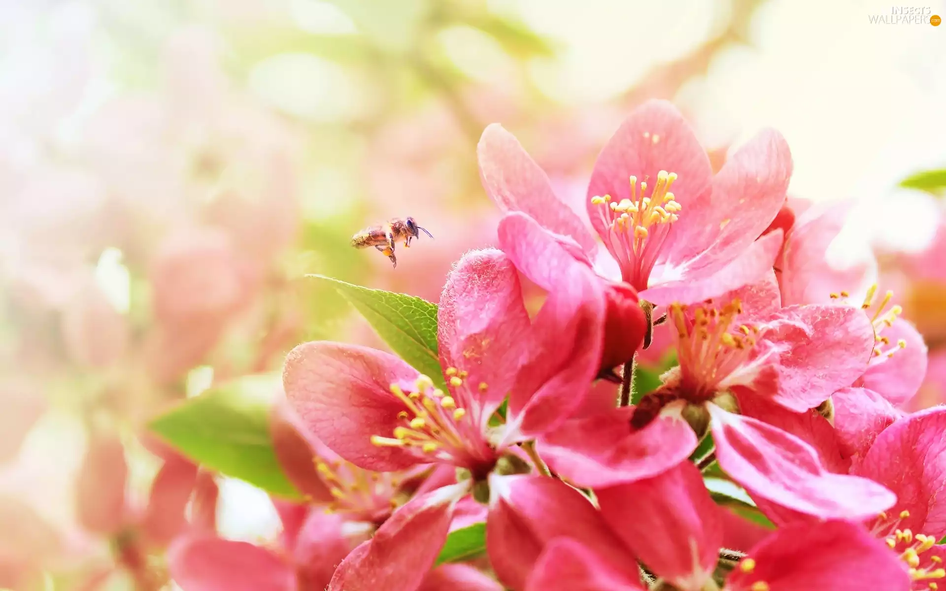 bee, Flowers, Flowers