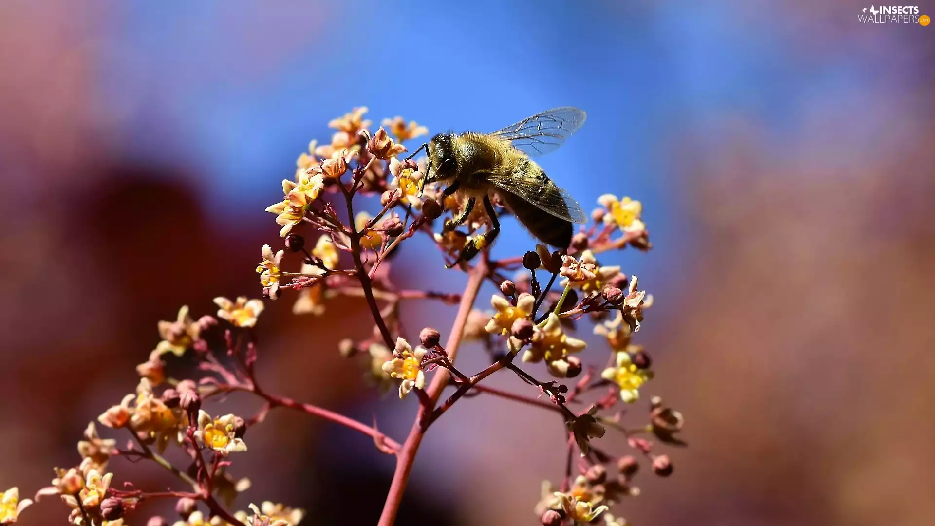 bee, plant, Flowers
