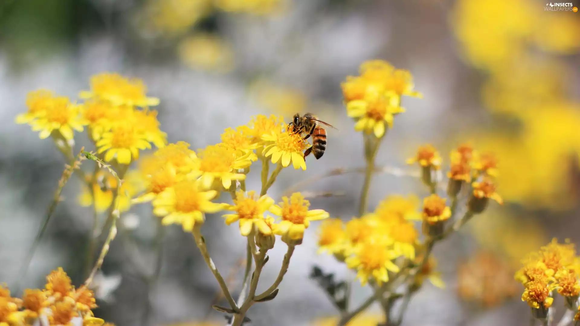 bee, Yellow, Flowers