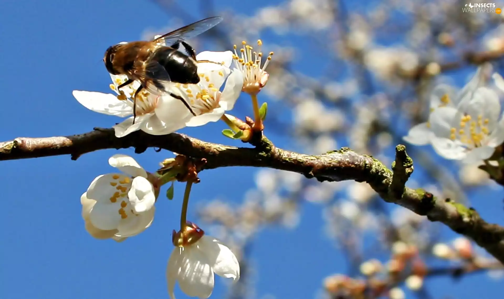Blossoming, bee, Fruit Tree, branch