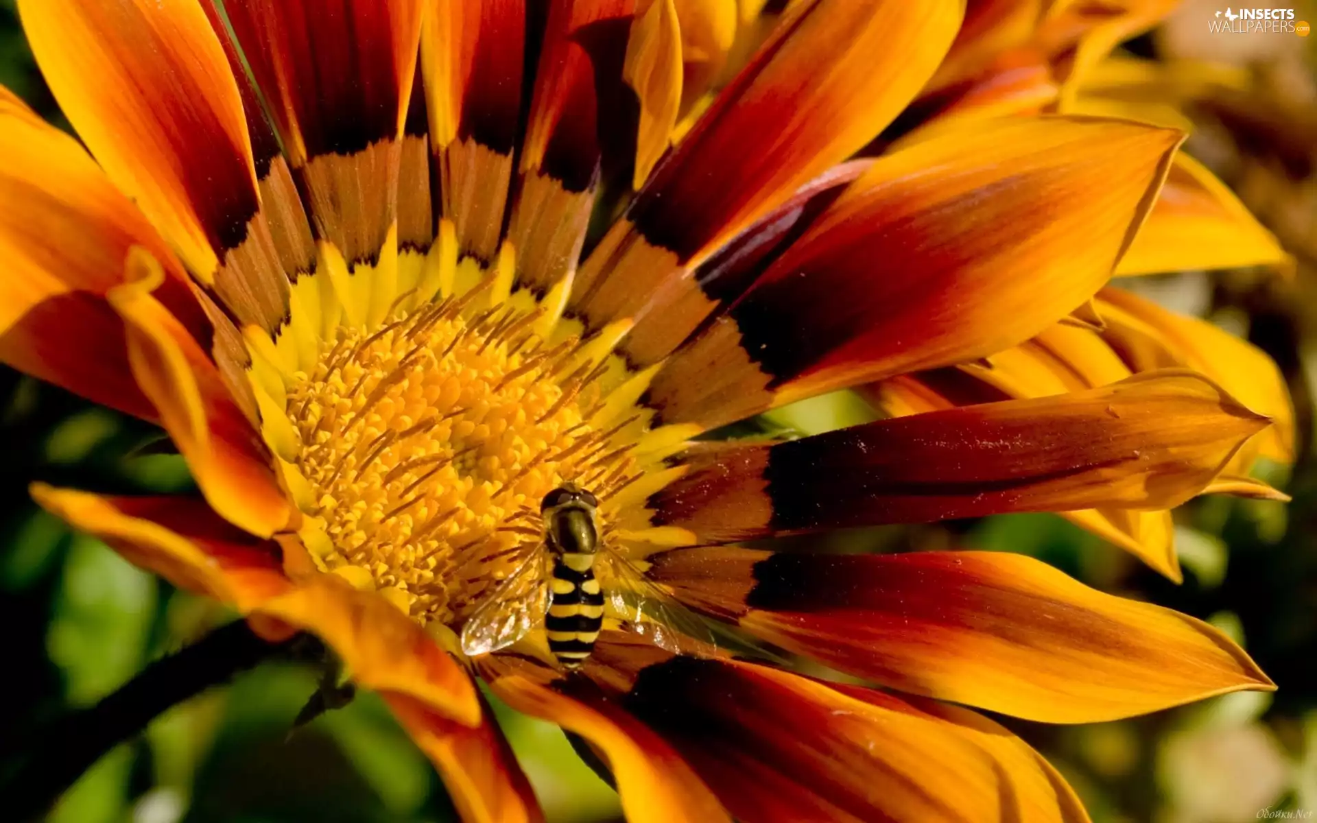 bee, Flower, Gazania