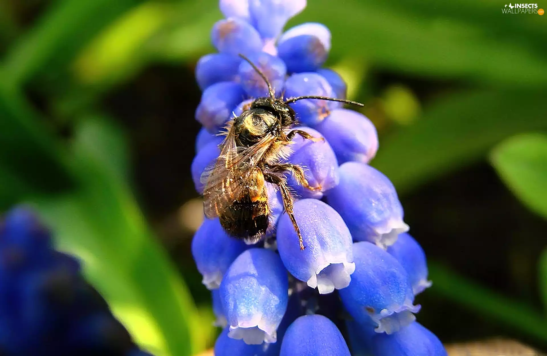 bee, on hyacinth