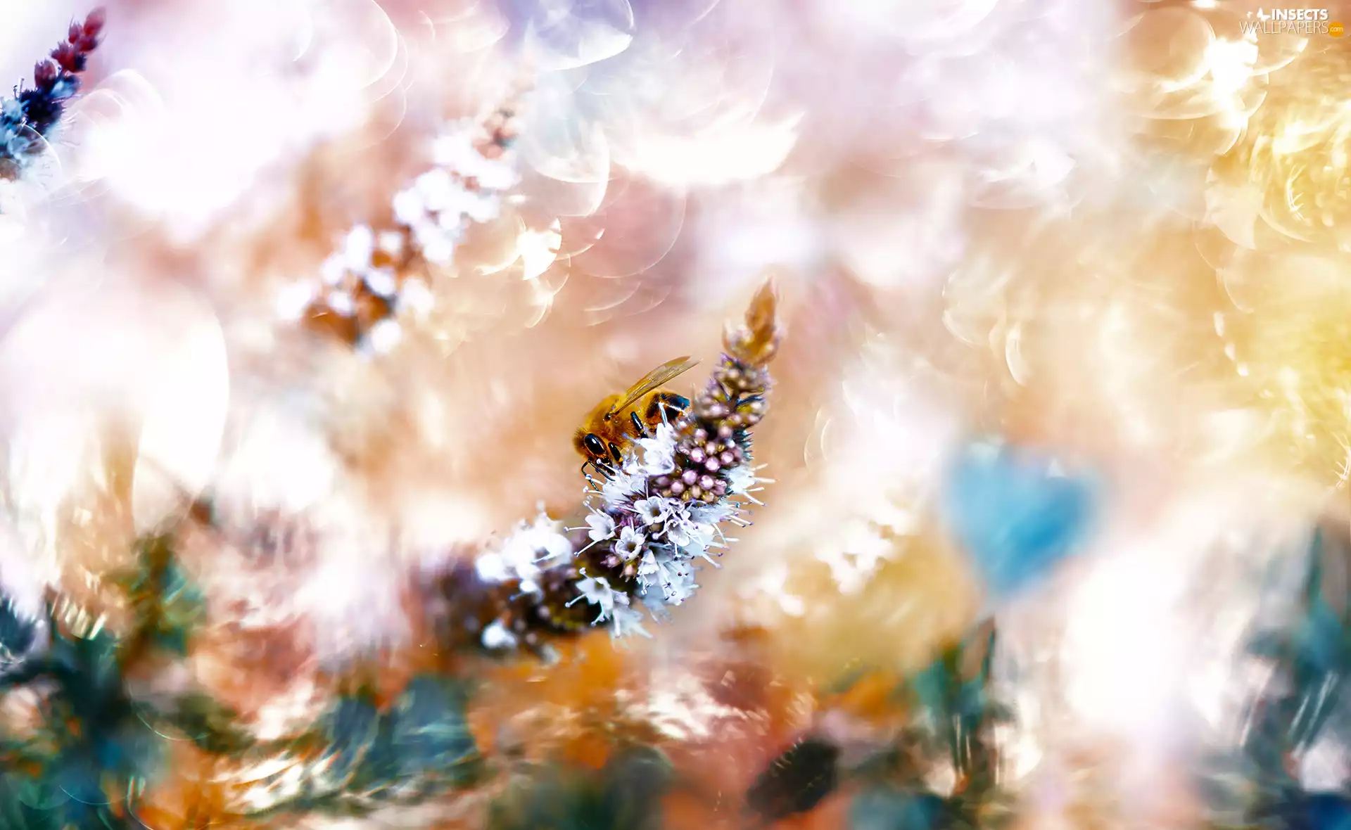 Colourfull Flowers, rapprochement, bee, White, Insect