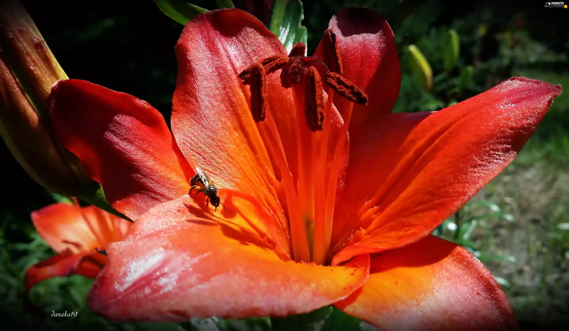 bee, Orange, Lily