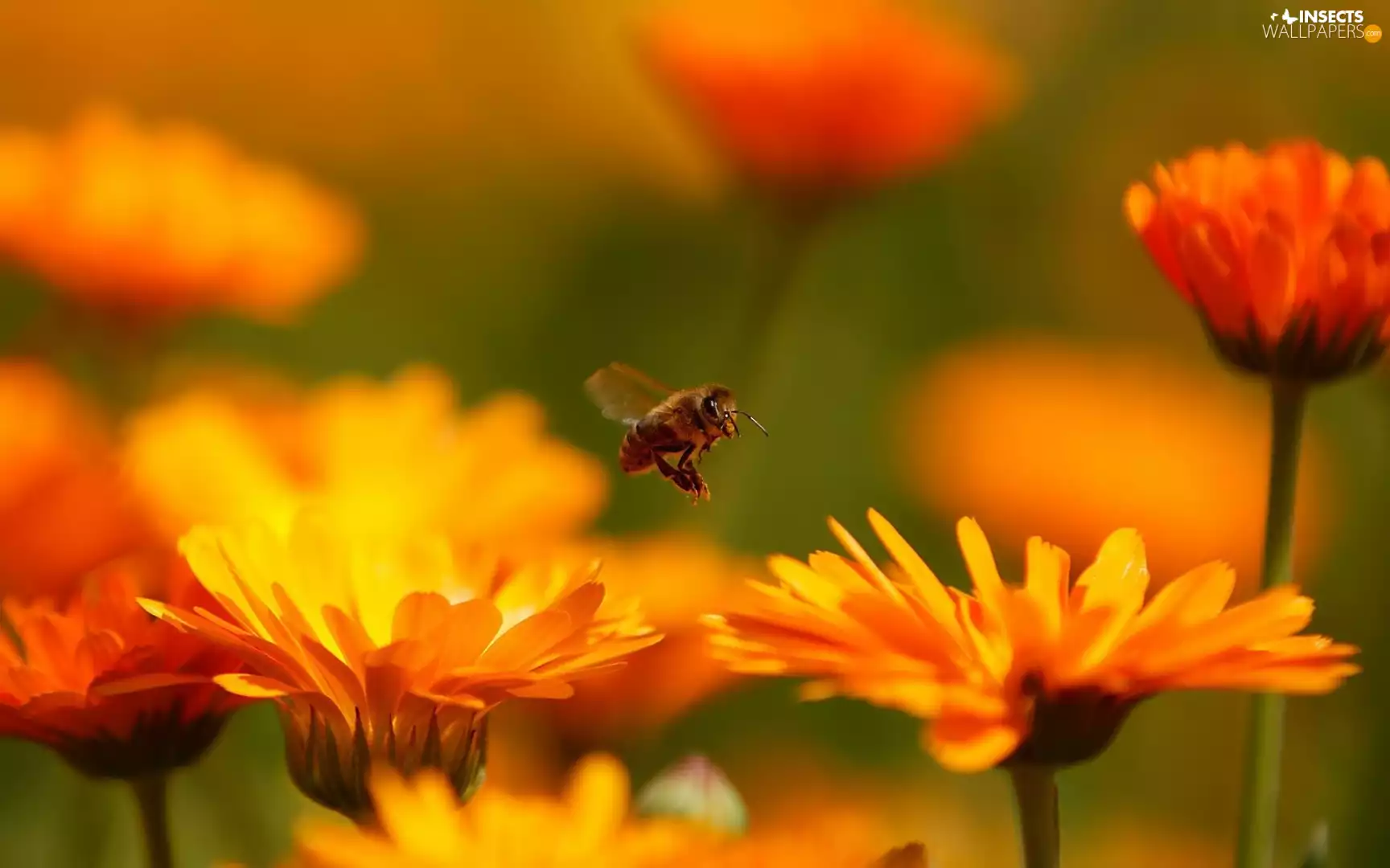 bee, Marigolds, Orange