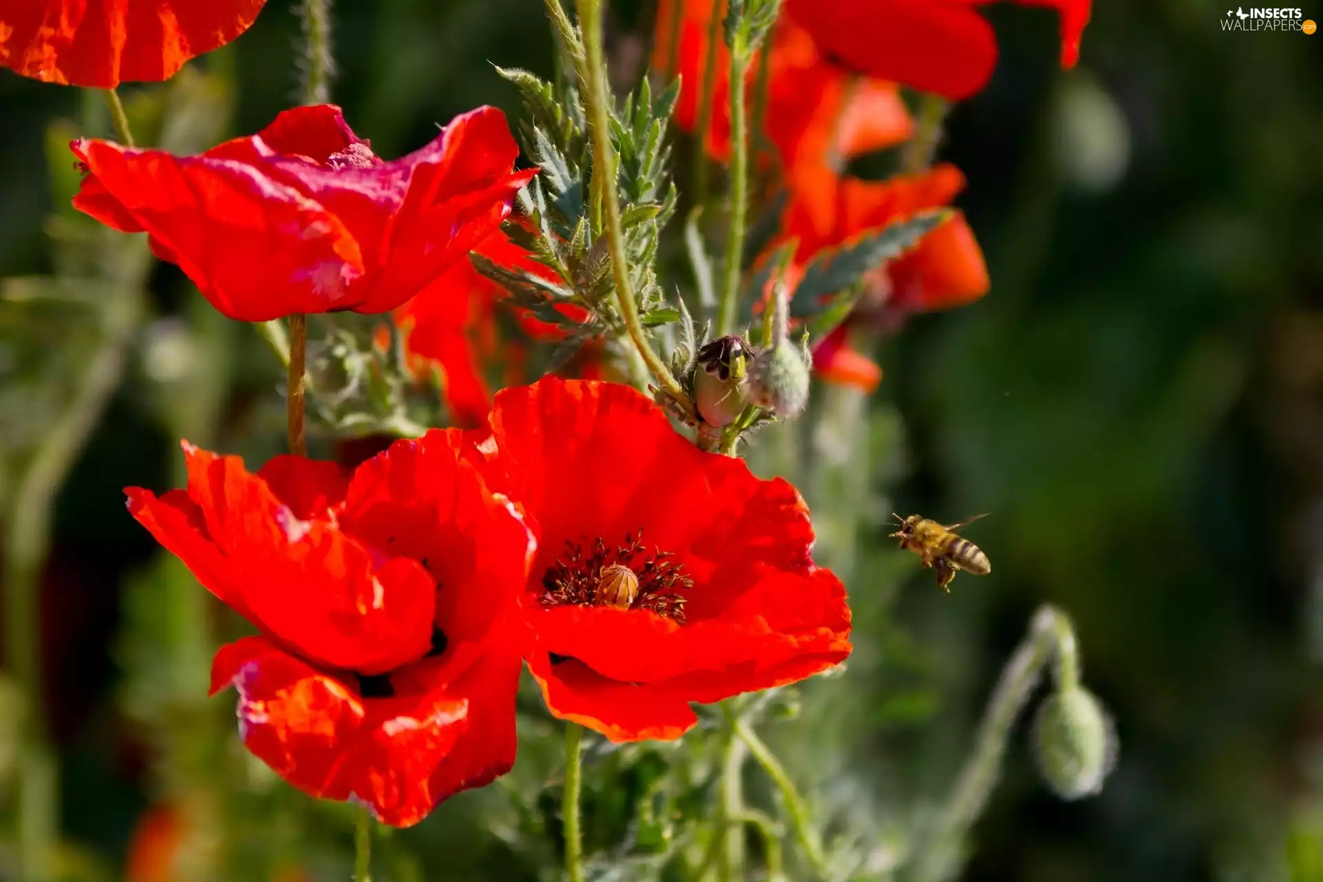 bee, Red, papavers