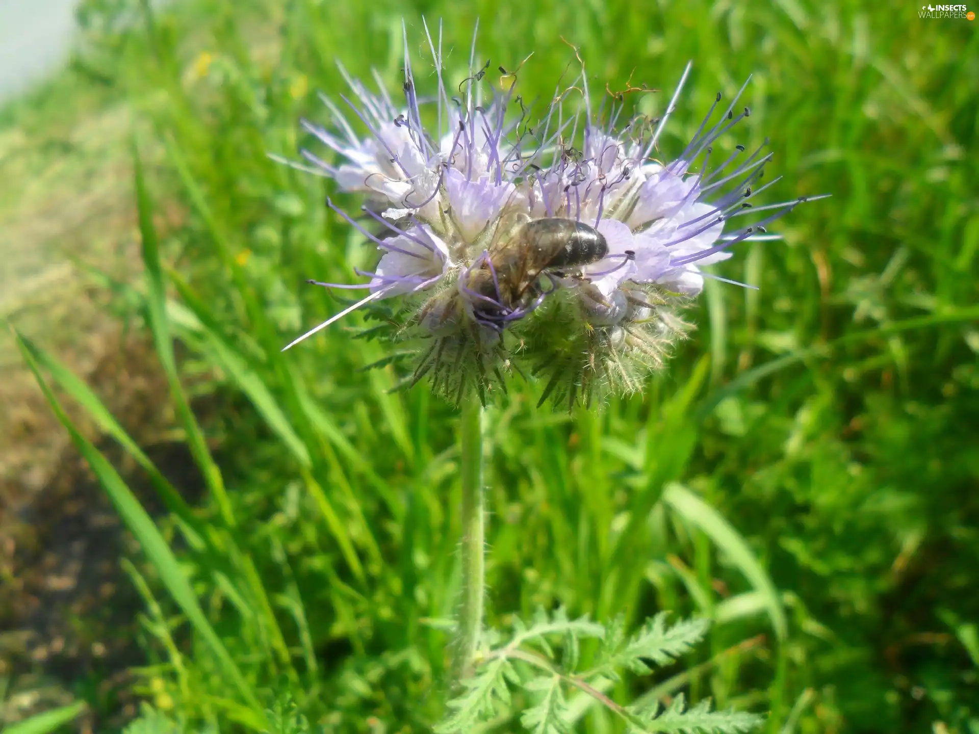 Colourfull Flowers, Meadow, bee, blue, preying