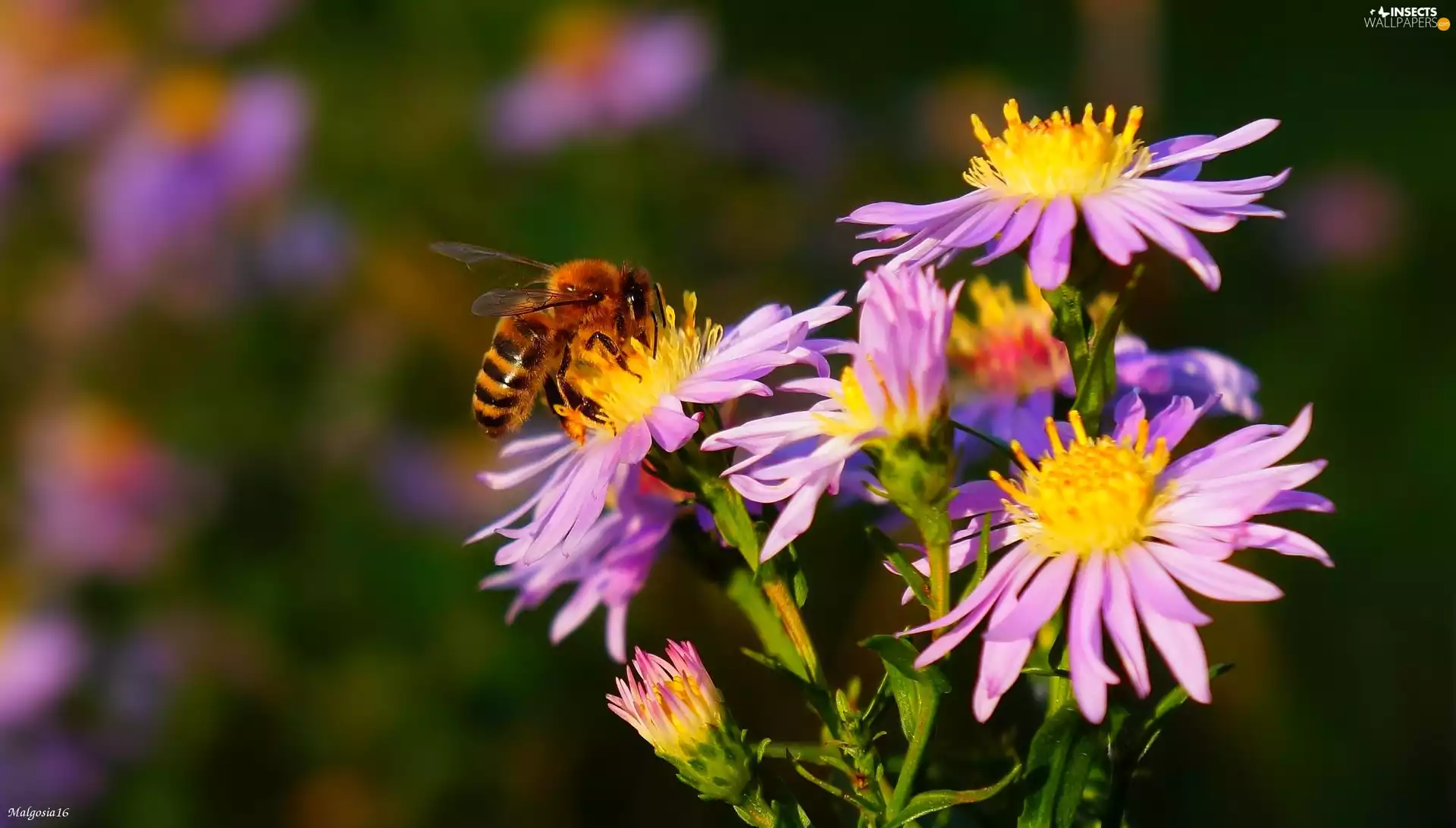 Aster, bee, purple, Autumn, Flowers
