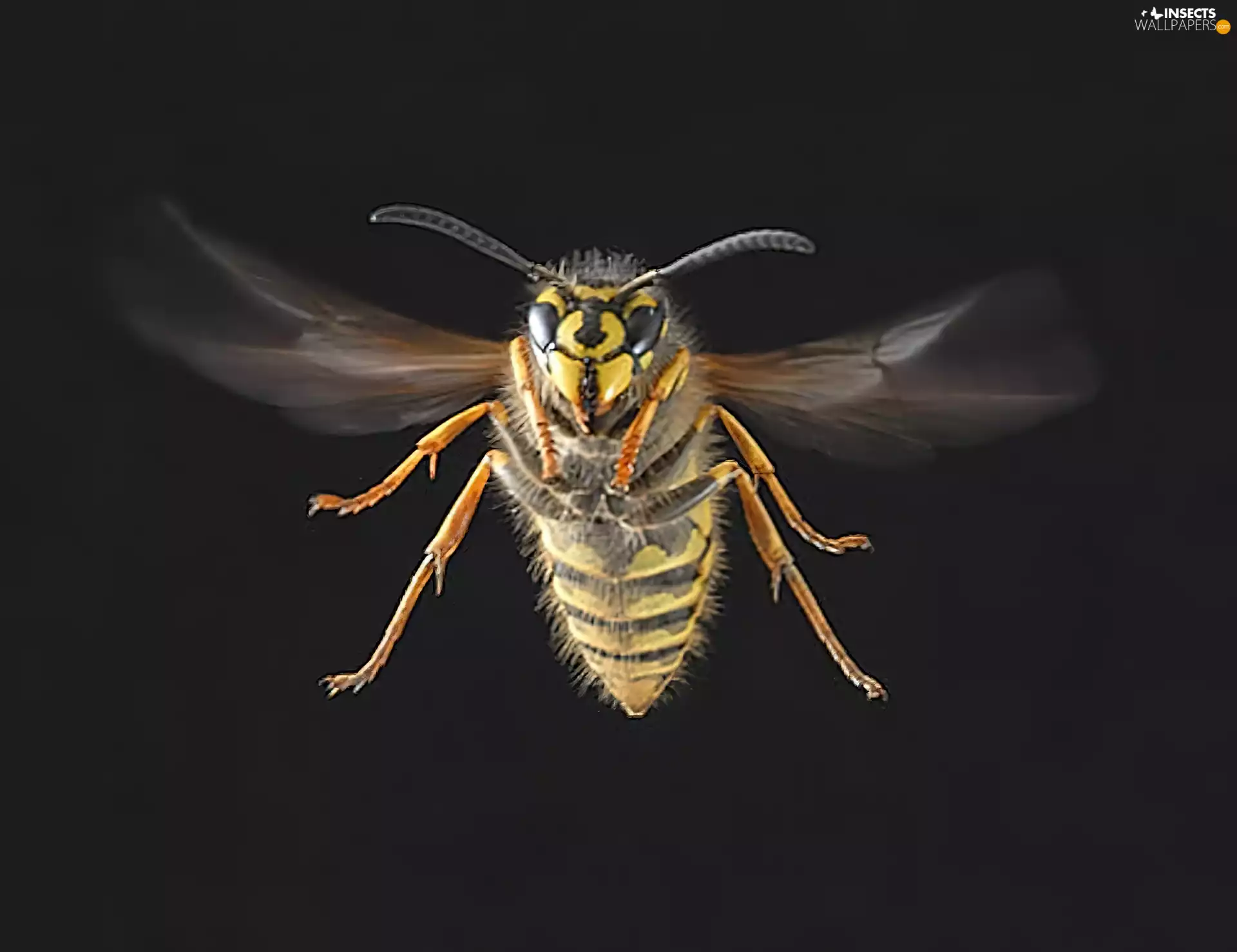 bee, Locie, rapprochement, ##