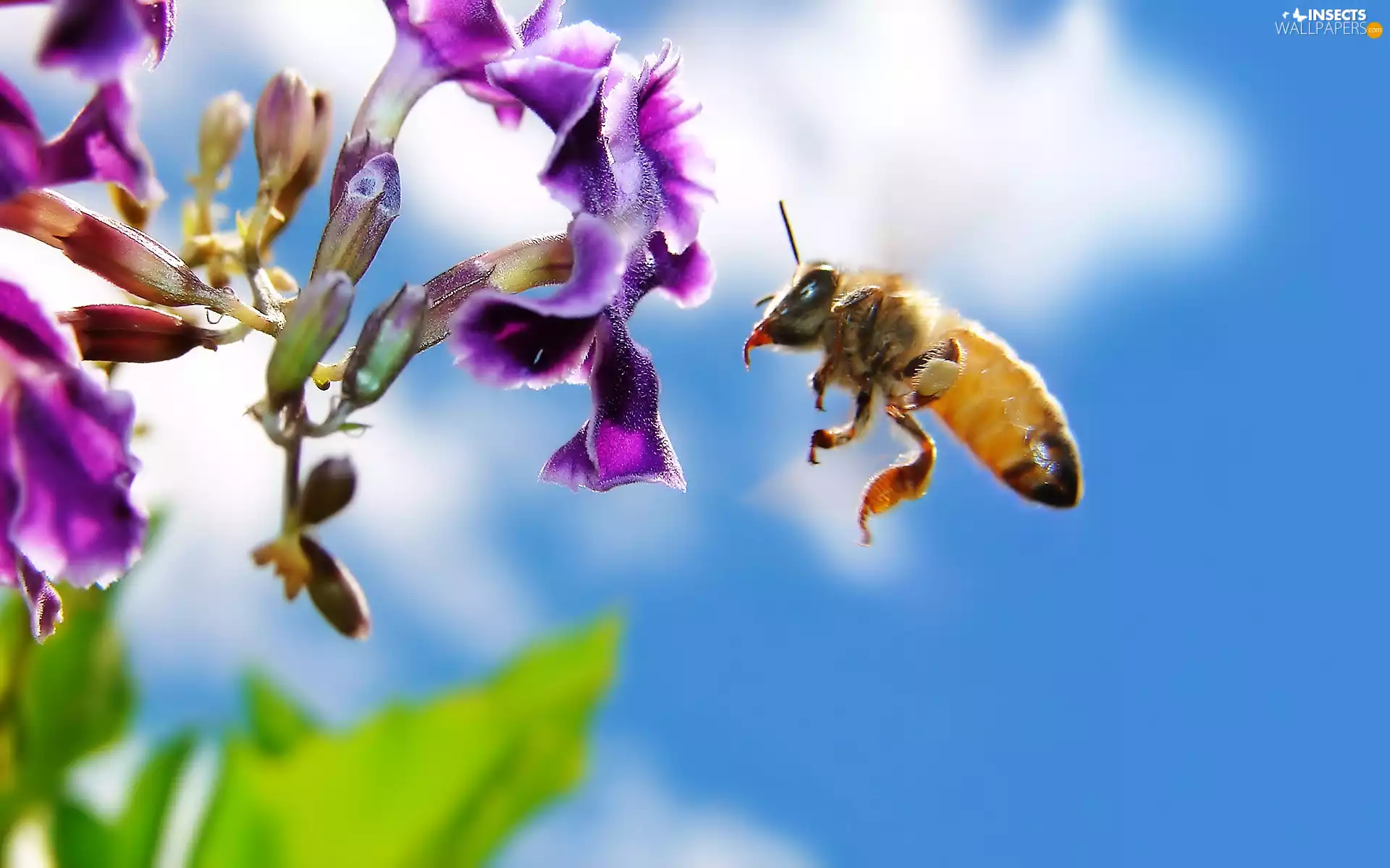 Sky, Colourfull Flowers, bee