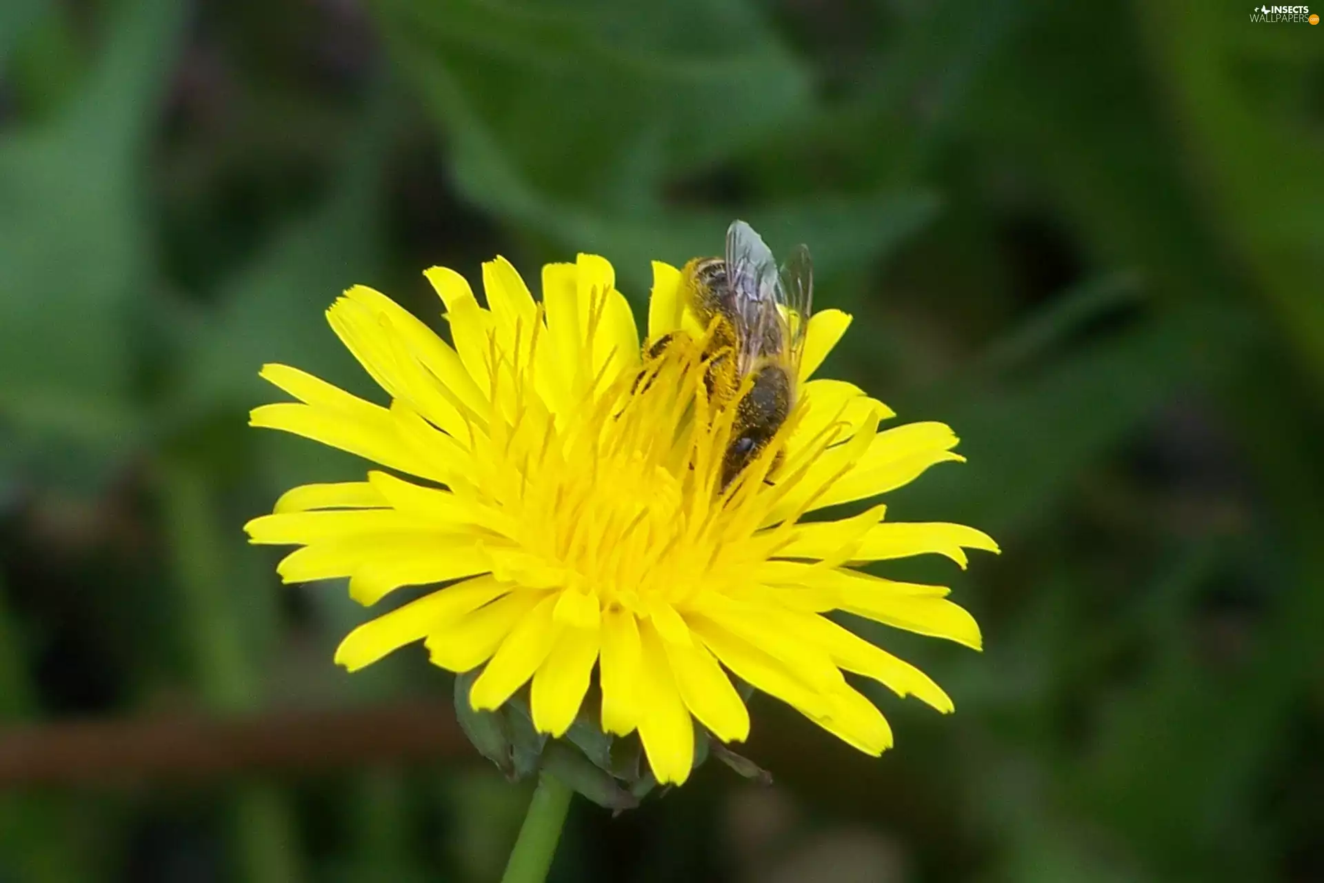 bee, sow-thistle