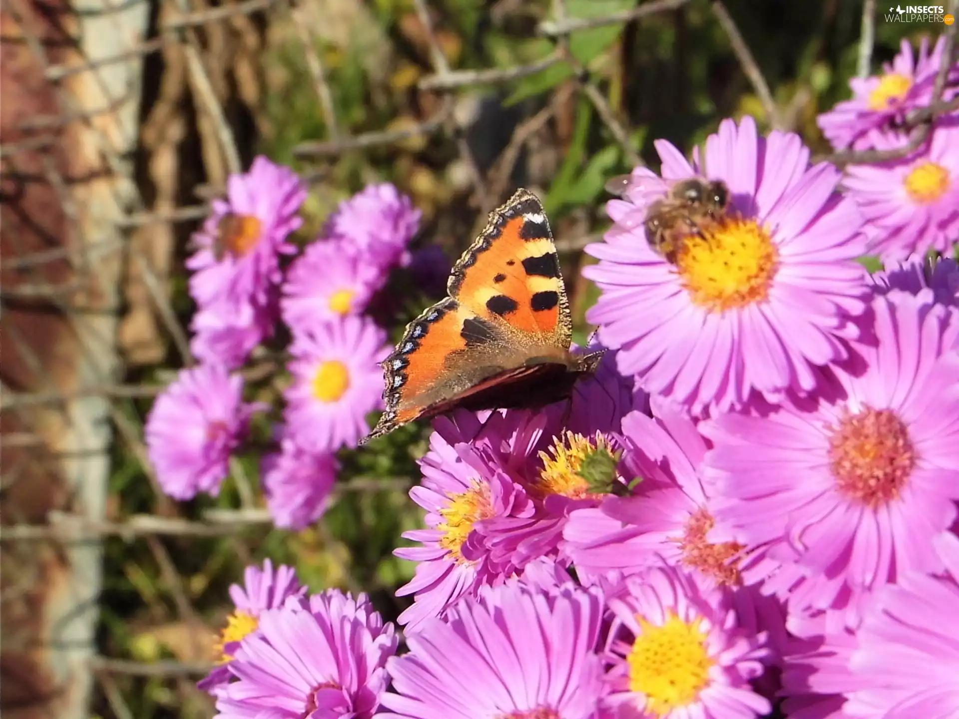 Flowers, bee, undine, tortoiseshell, butterfly