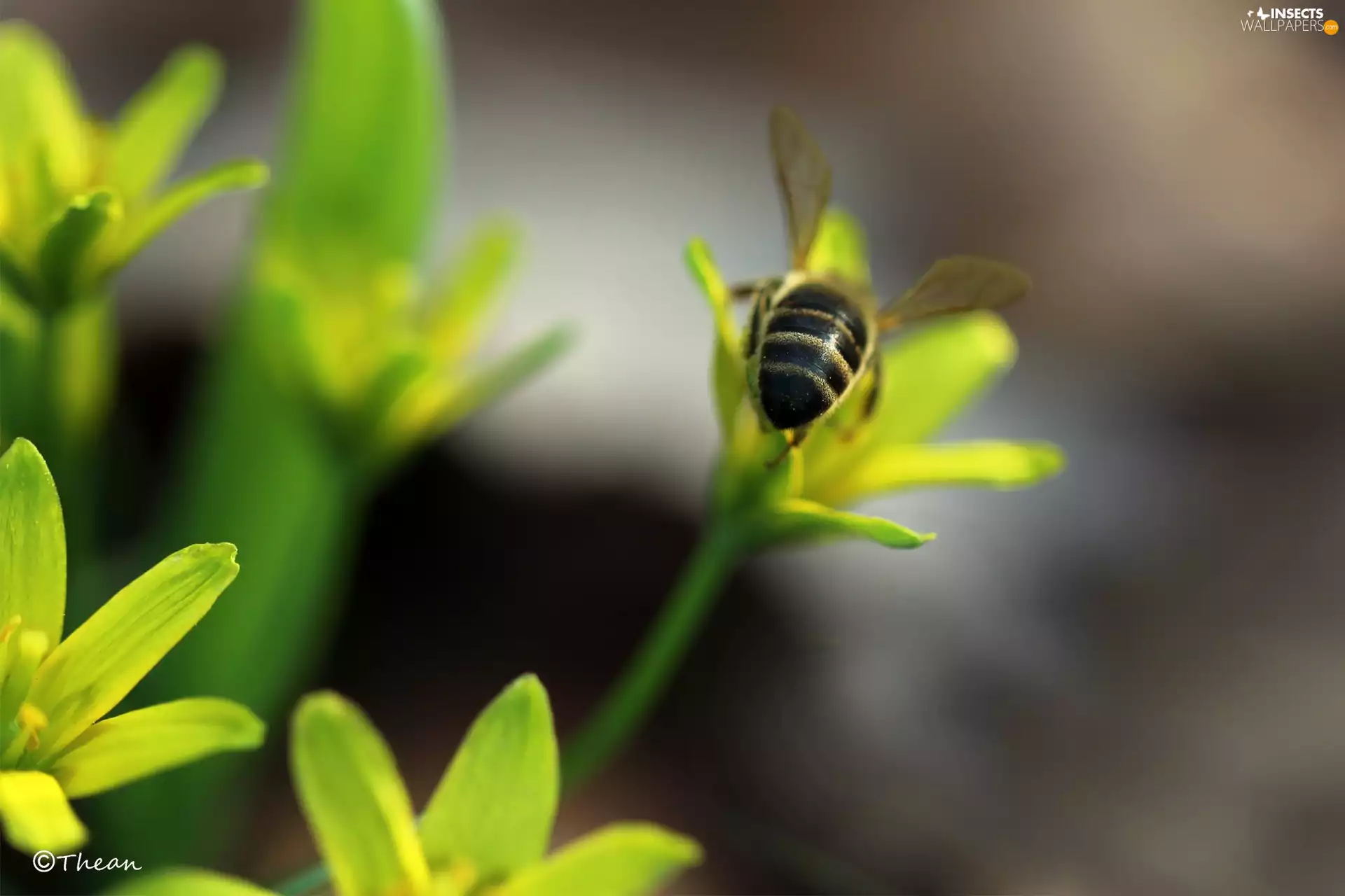 Spring, bee, Yellow gold plating