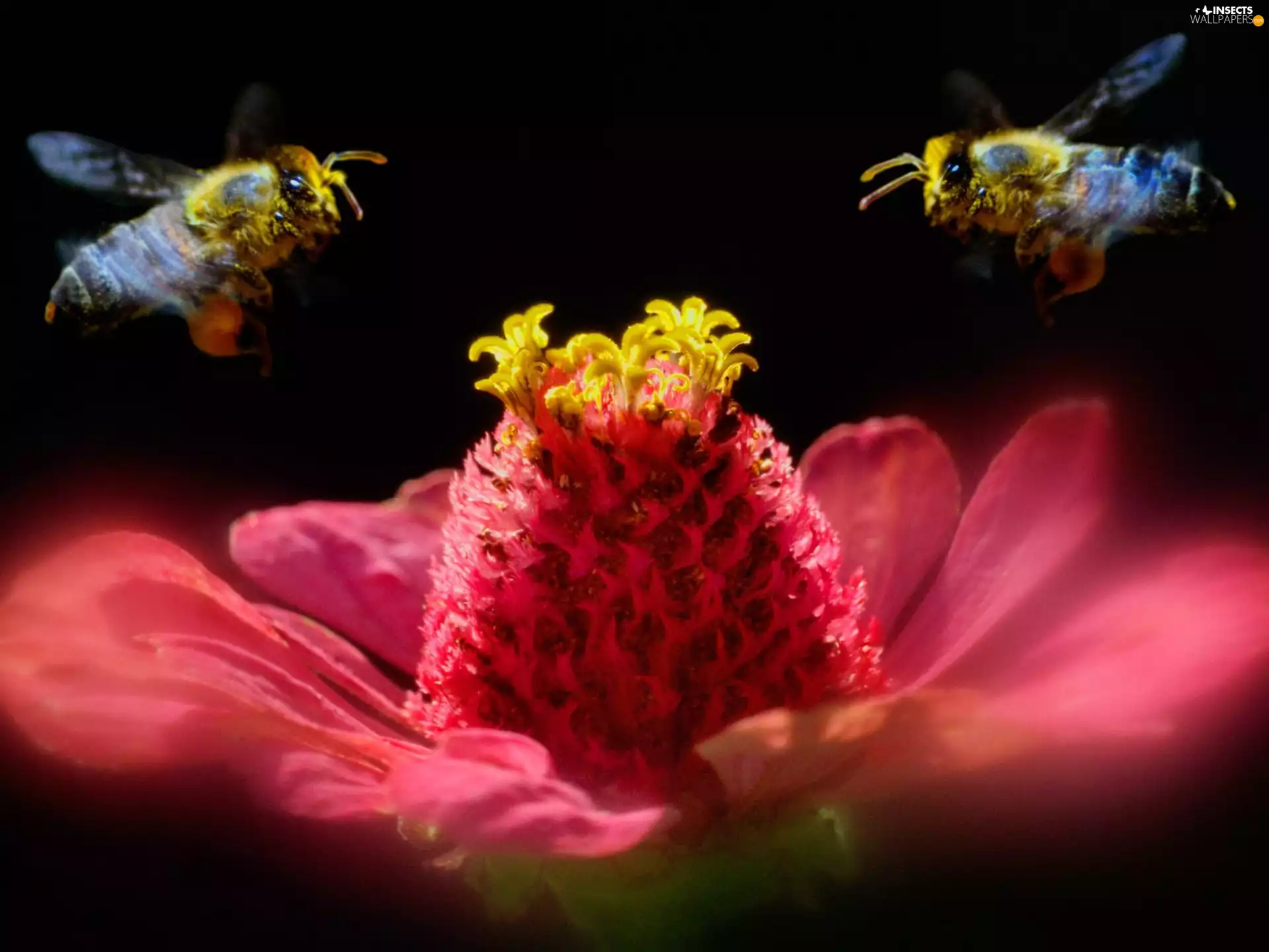Bees, Flower