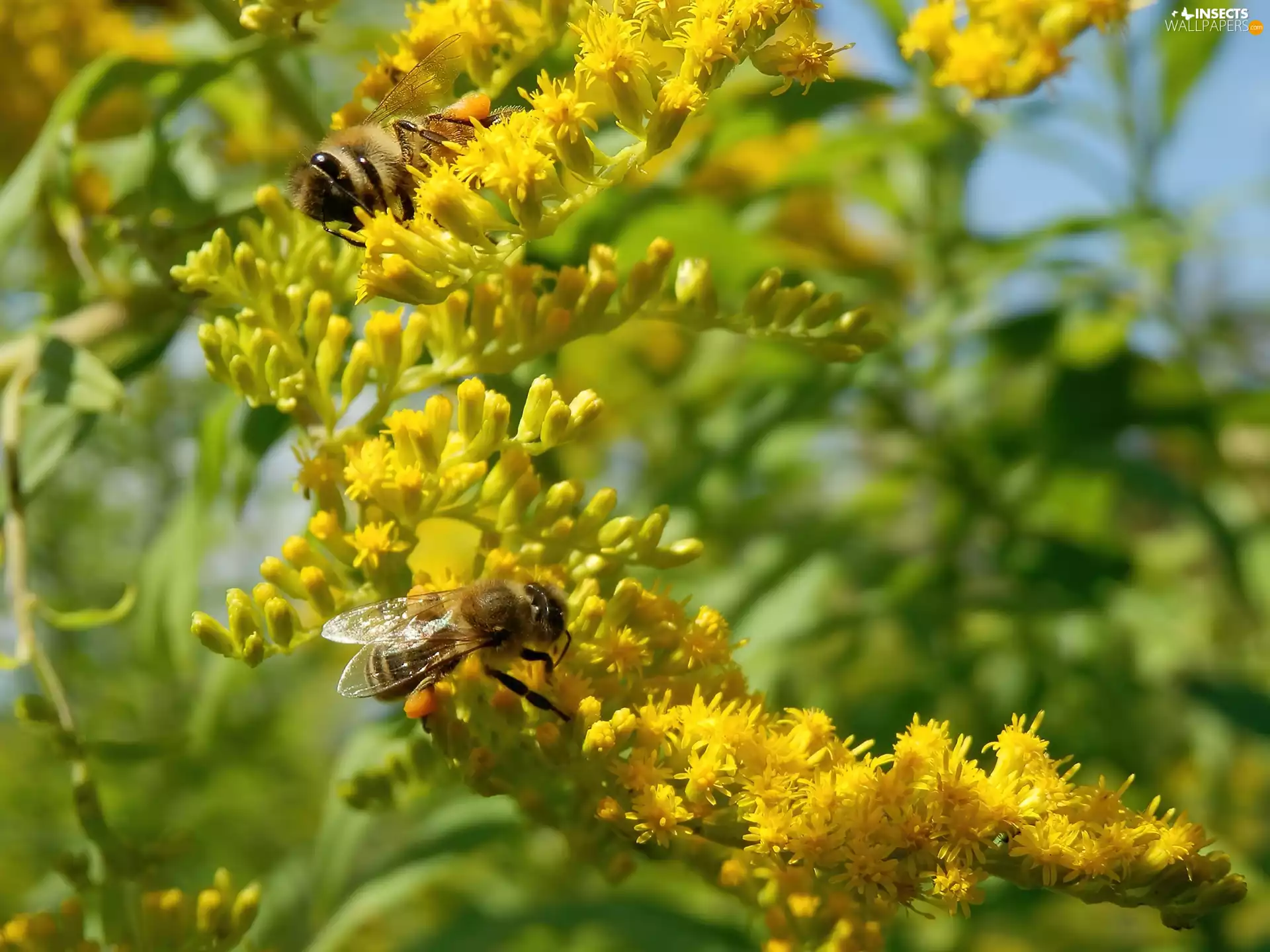 Bees, Flowers