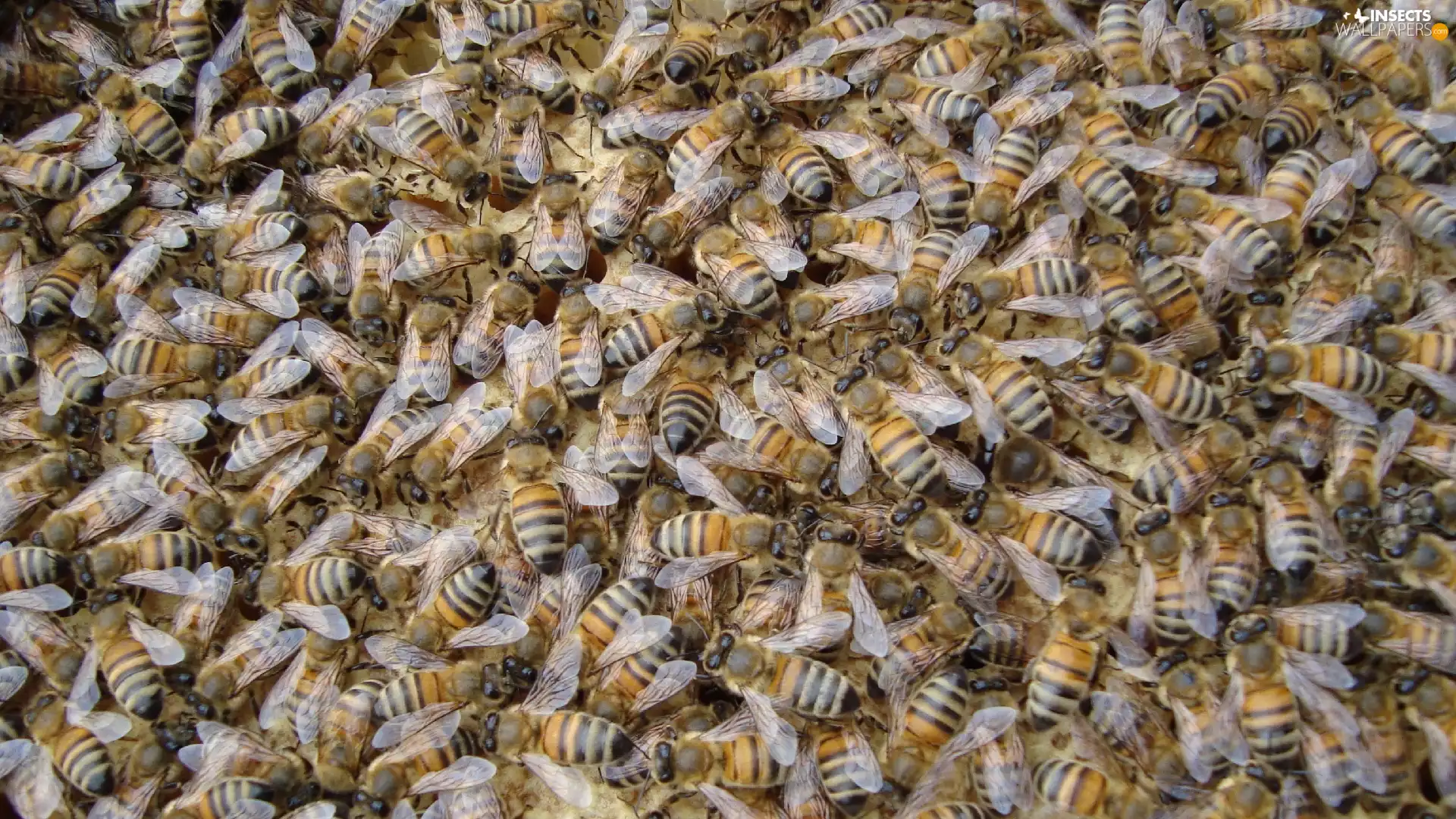 Bees