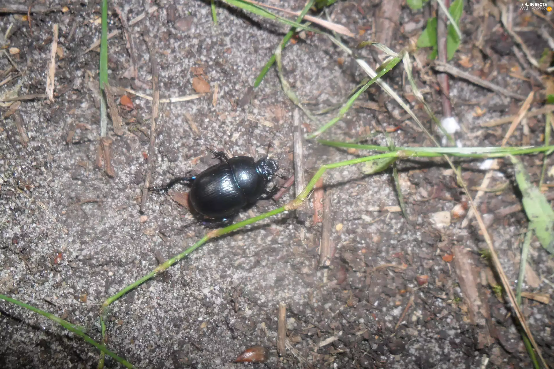 Black, grass, stick, beetle