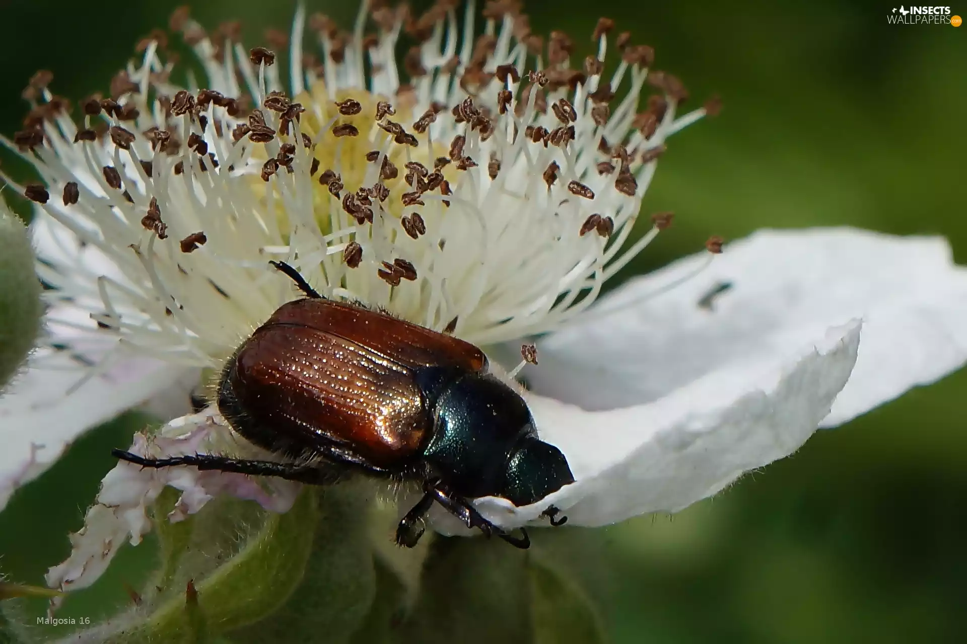 Colourfull Flowers, Insect, beetle
