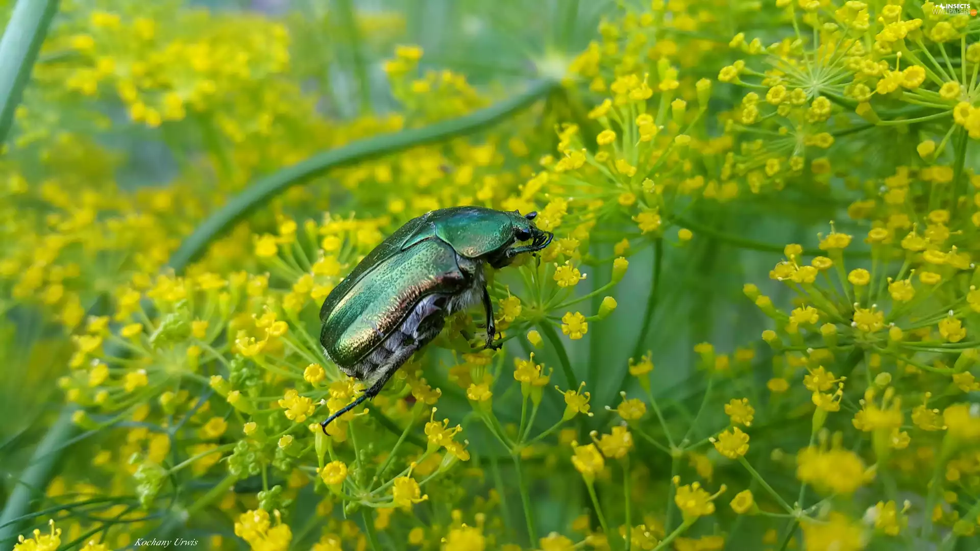 beetle, flower, dill
