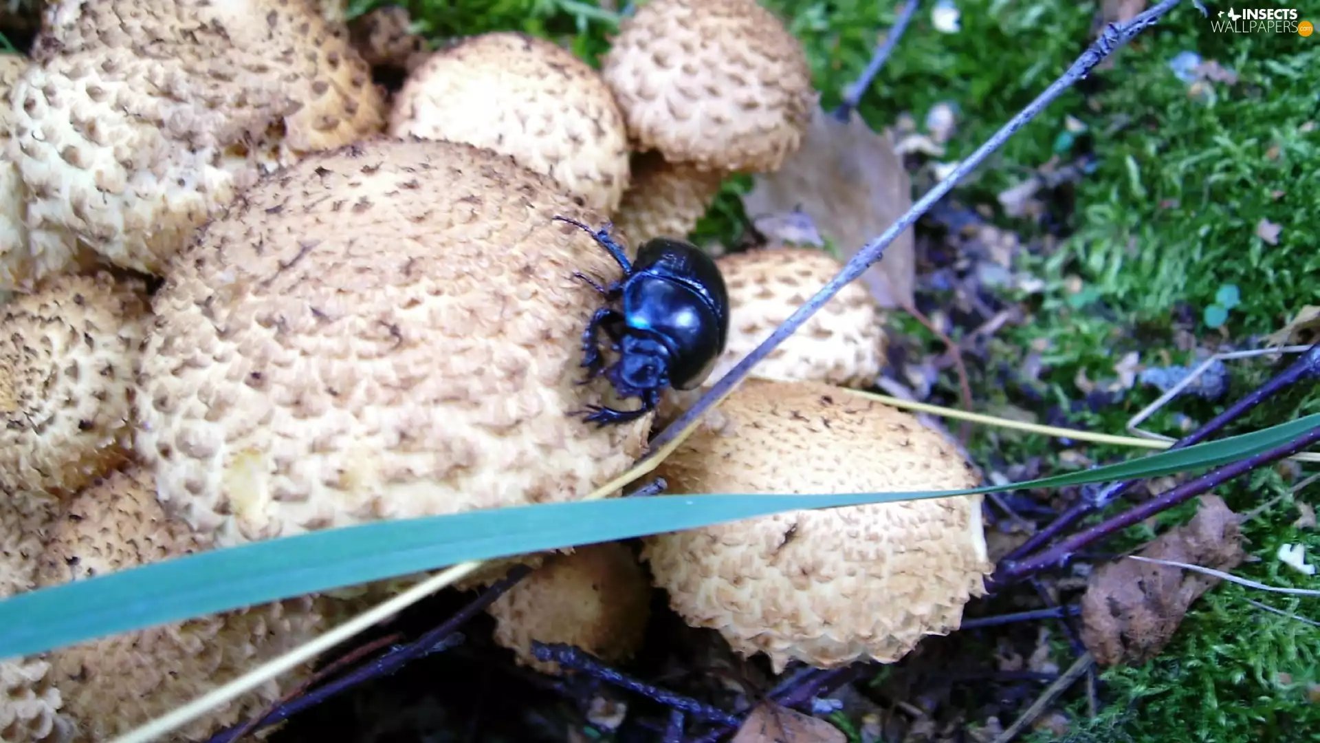 beetle, mushrooms, grass