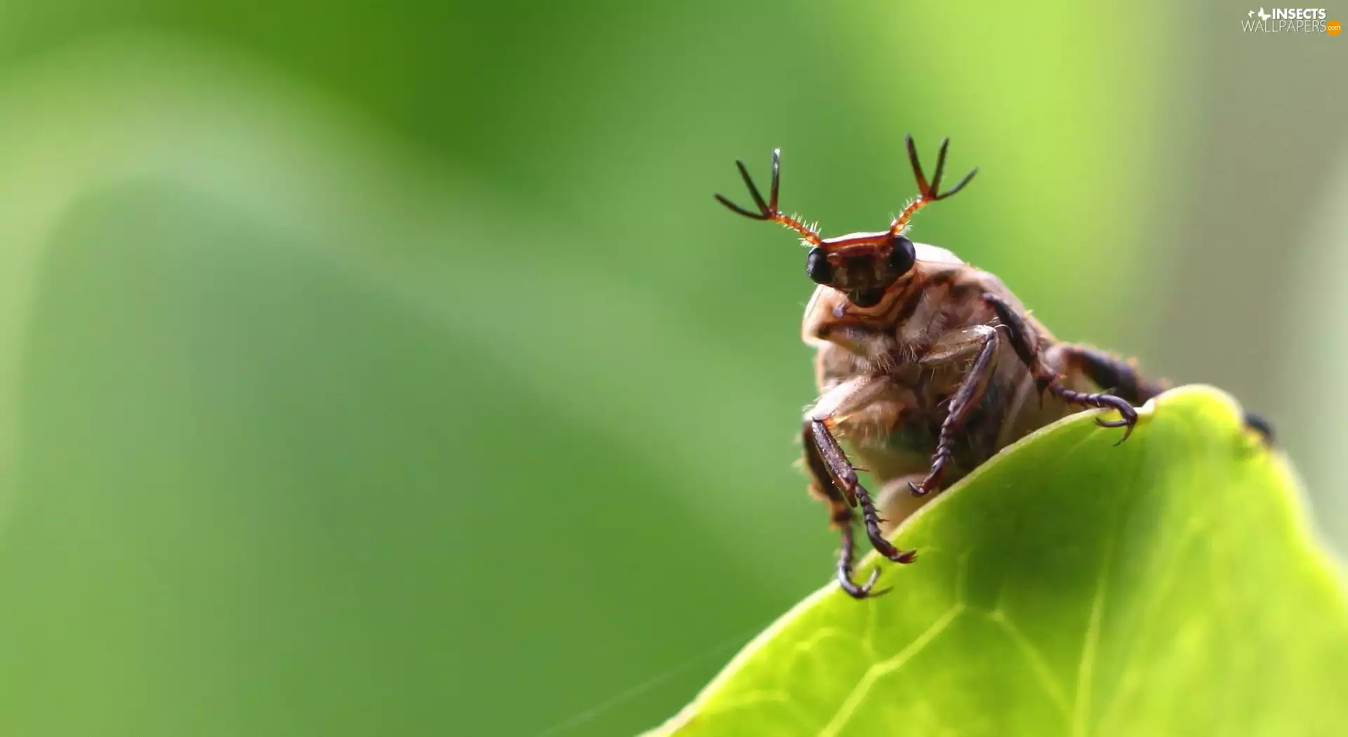 beetle, leaf