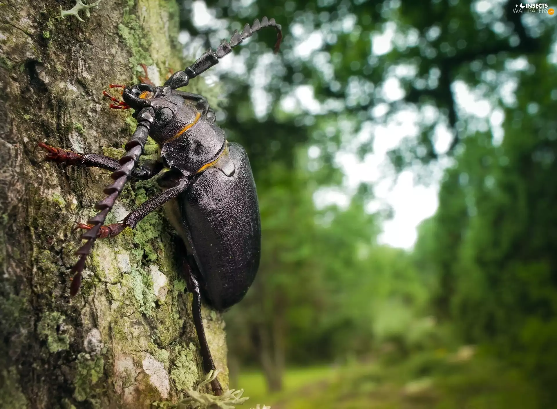 beetle, cork, trees