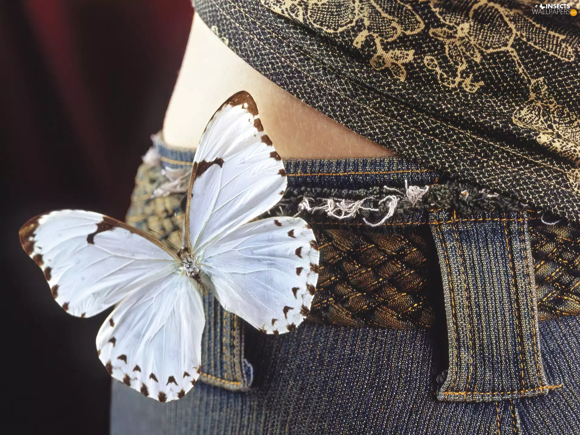 belt, butterfly, Jeans