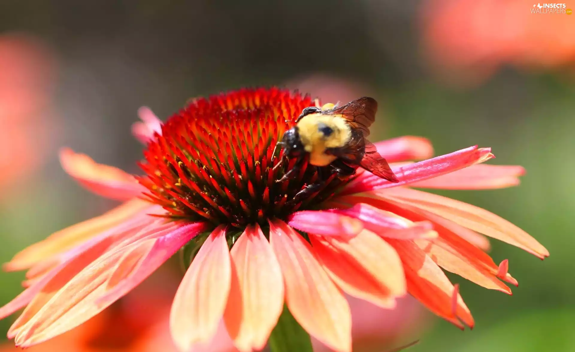 Red, bittern, echinacea, Colourfull Flowers