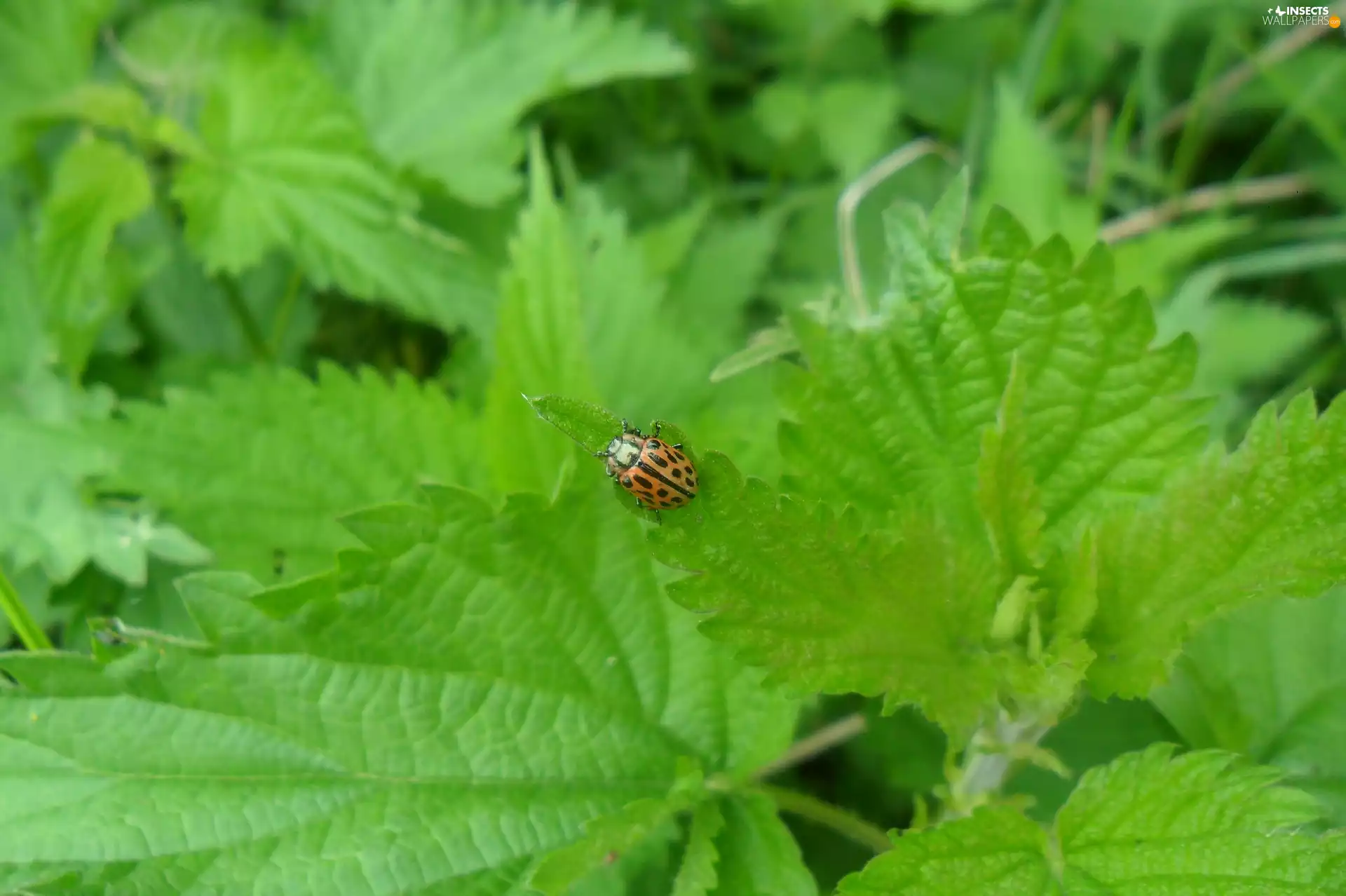 Orange-Black, an, nettle, beetle