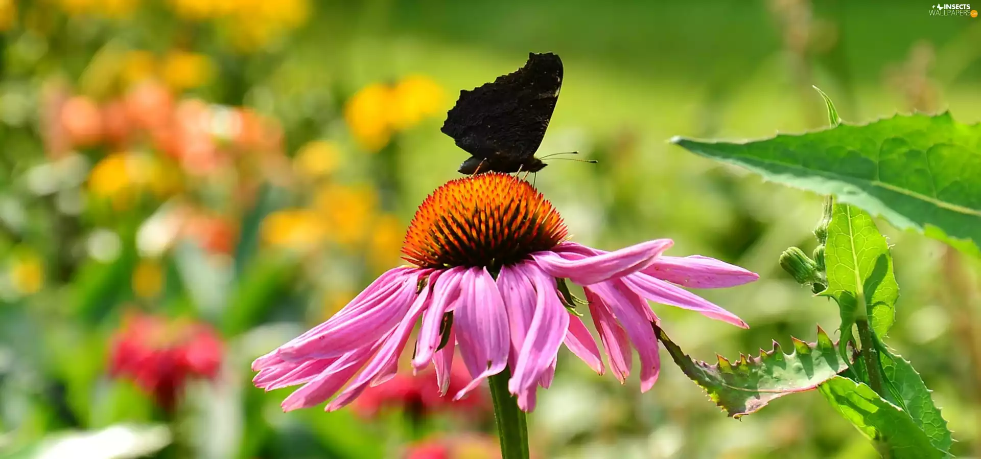 Pink, Black, butterfly, Colourfull Flowers