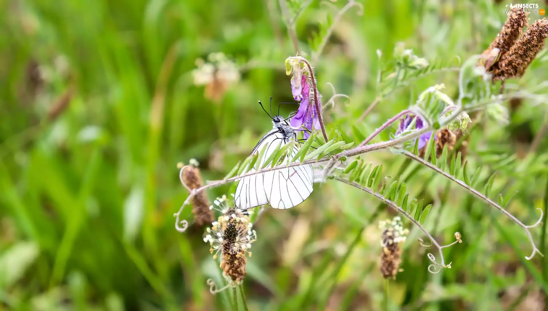 Flowers, Plants, butterfly, Black-veined White, Insect