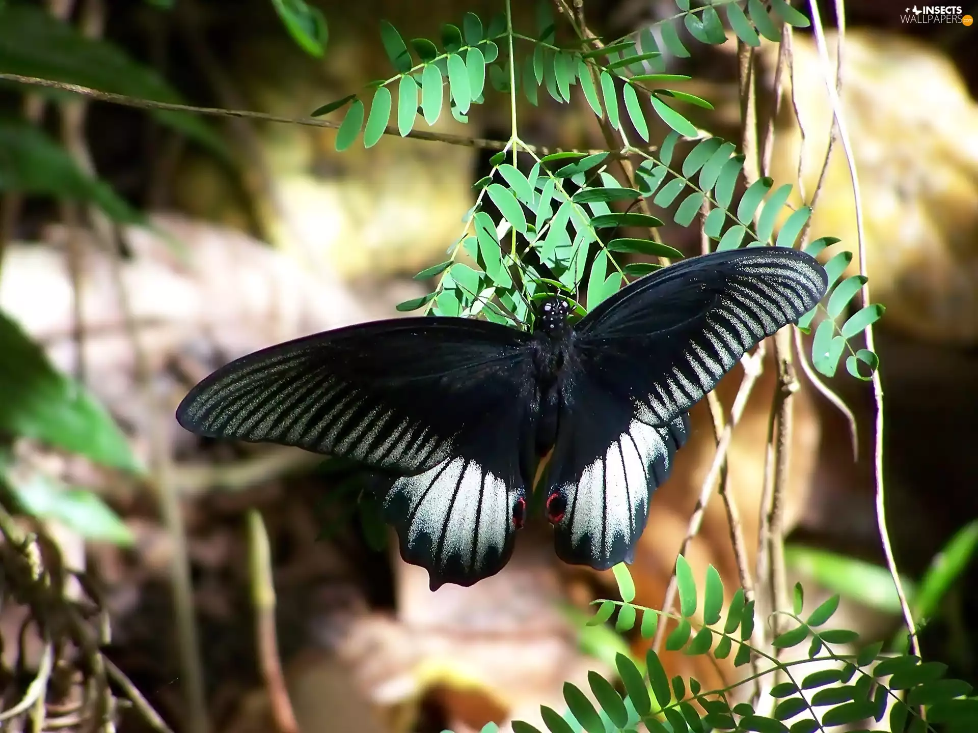 Black, butterfly