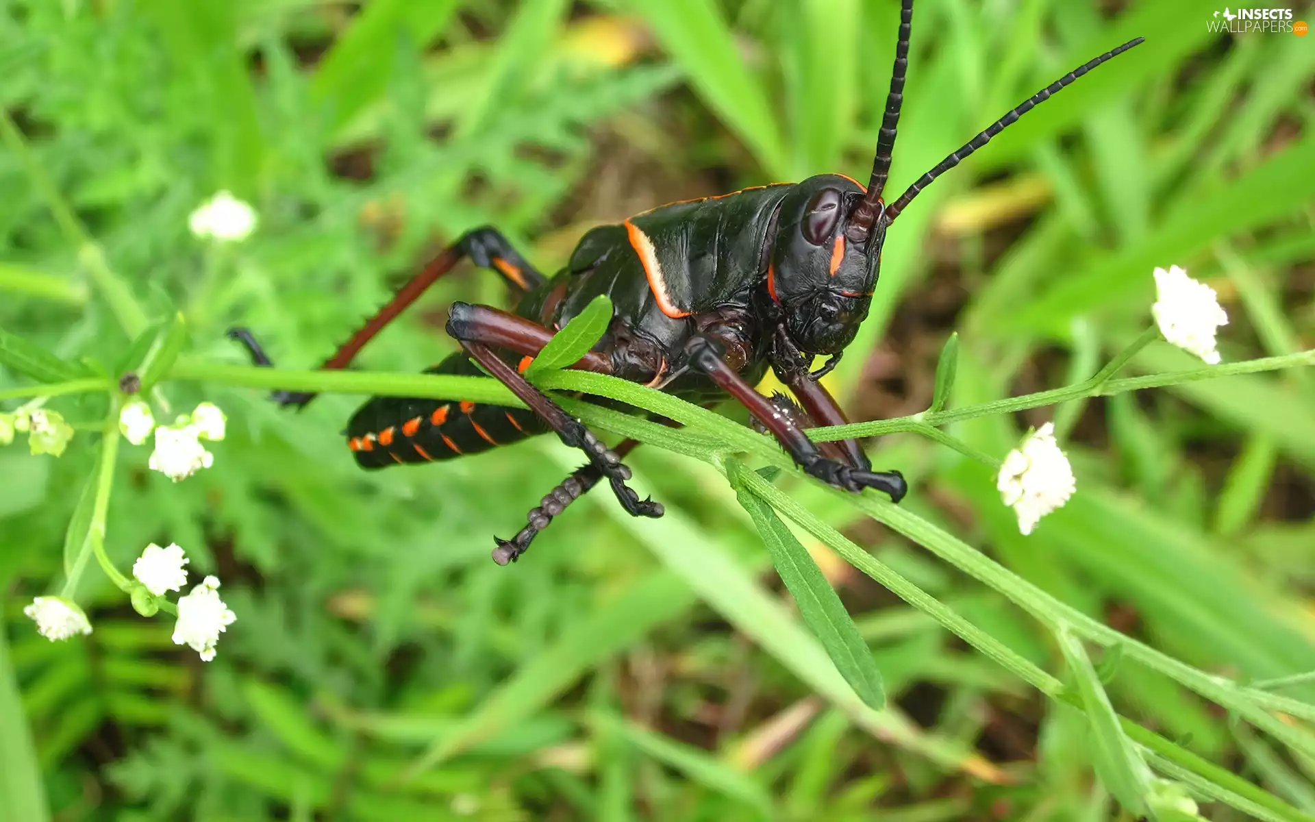 Black, grasshopper