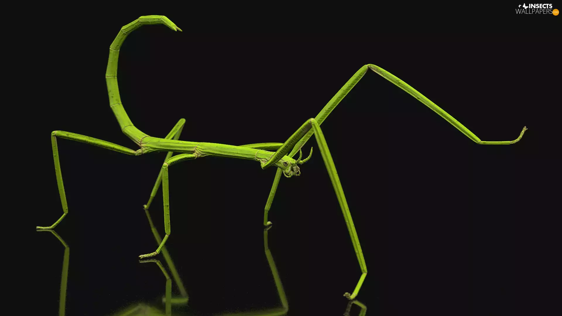 background, reflection, Insect, Black, stick insect