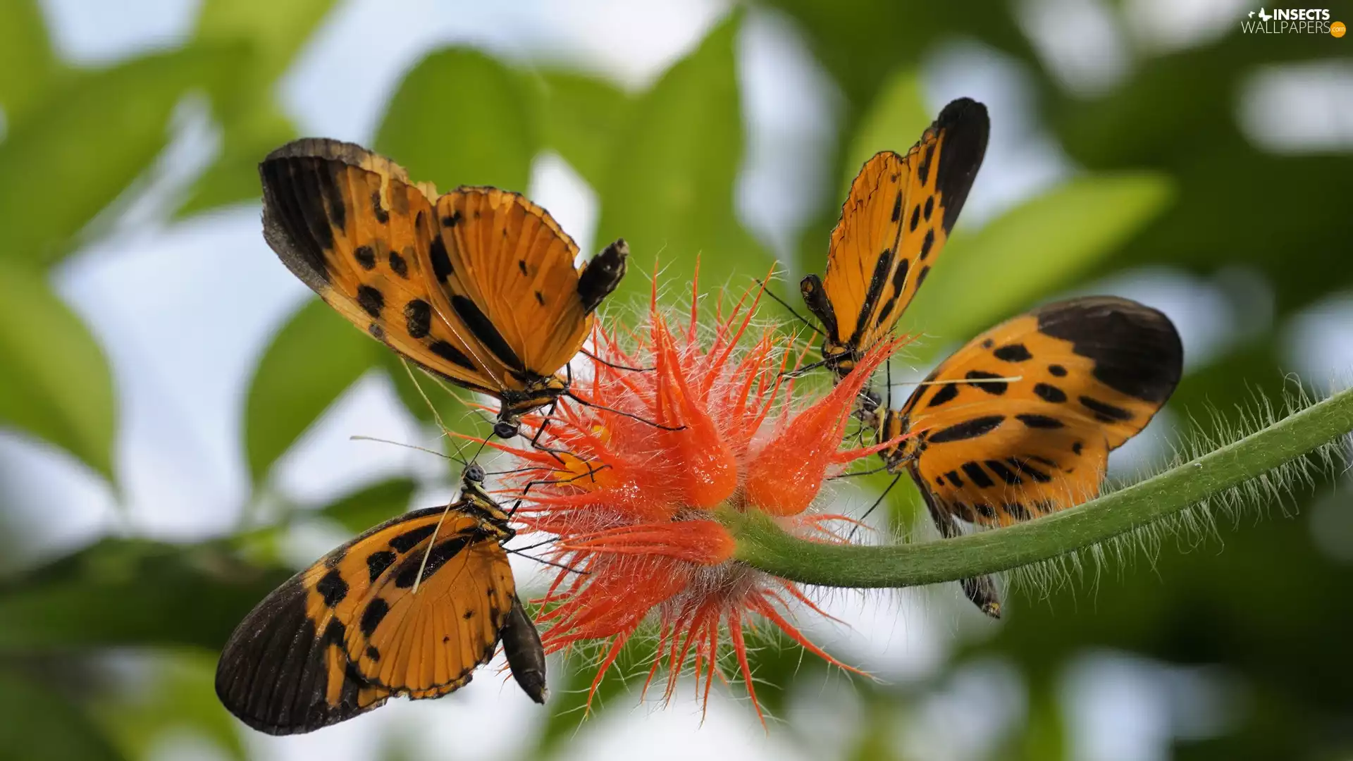 Colourfull Flowers, Leaf, Black, butterflies, orange