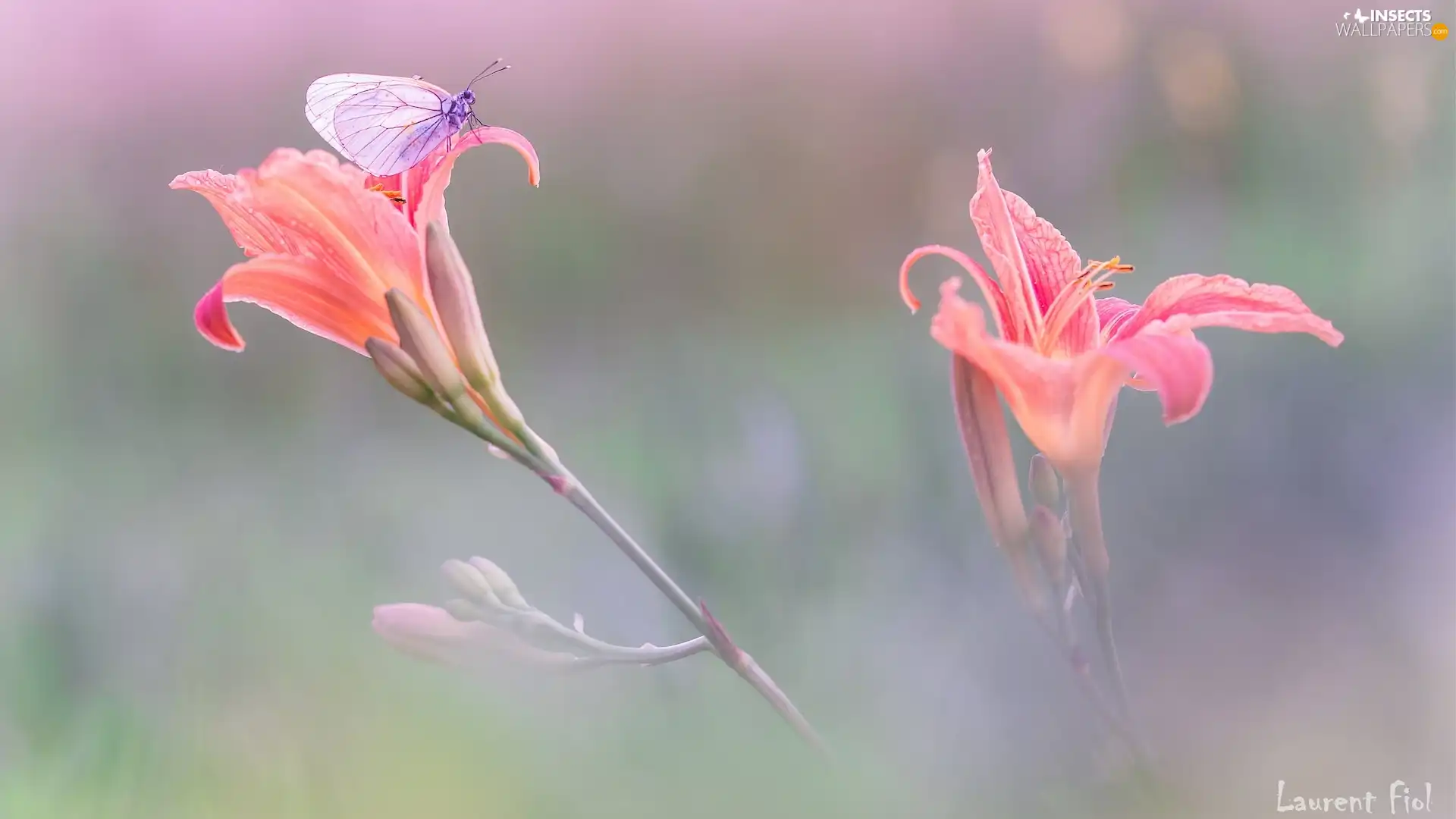 butterfly, Flowers, lilies, Black-veined White