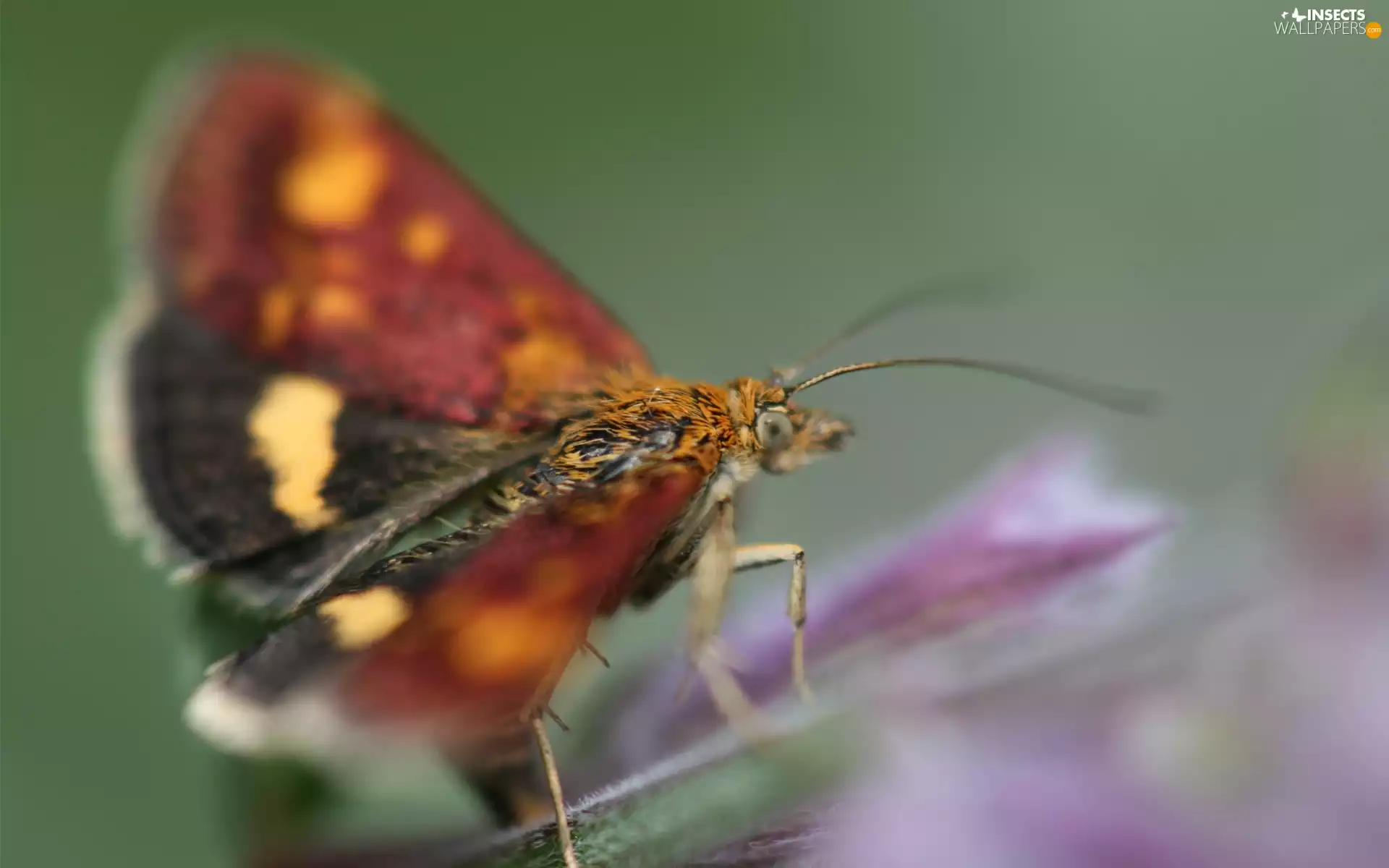 yellow, claret, butterfly, black