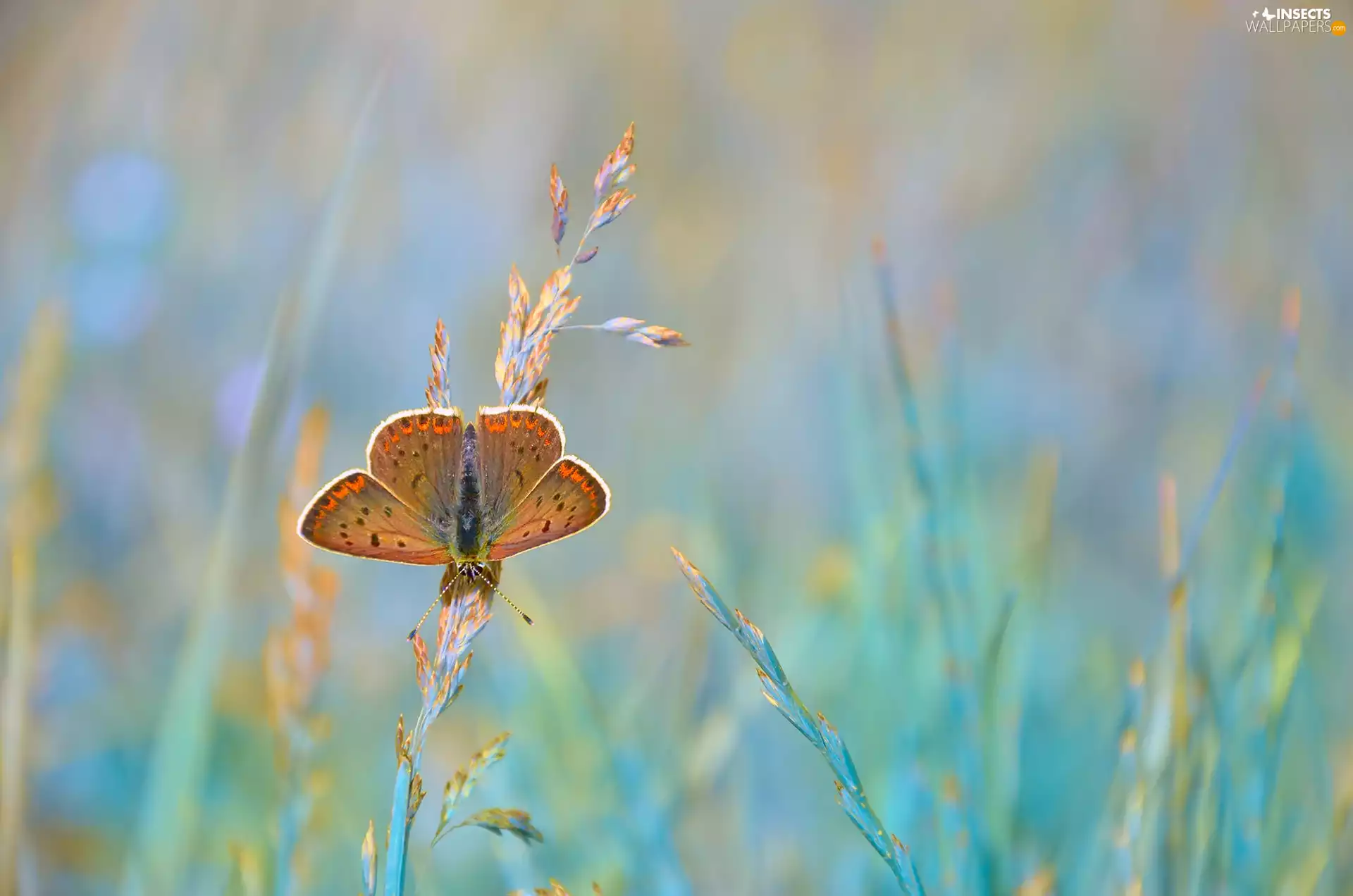 butterfly, blades, grass, Dusky Icarus