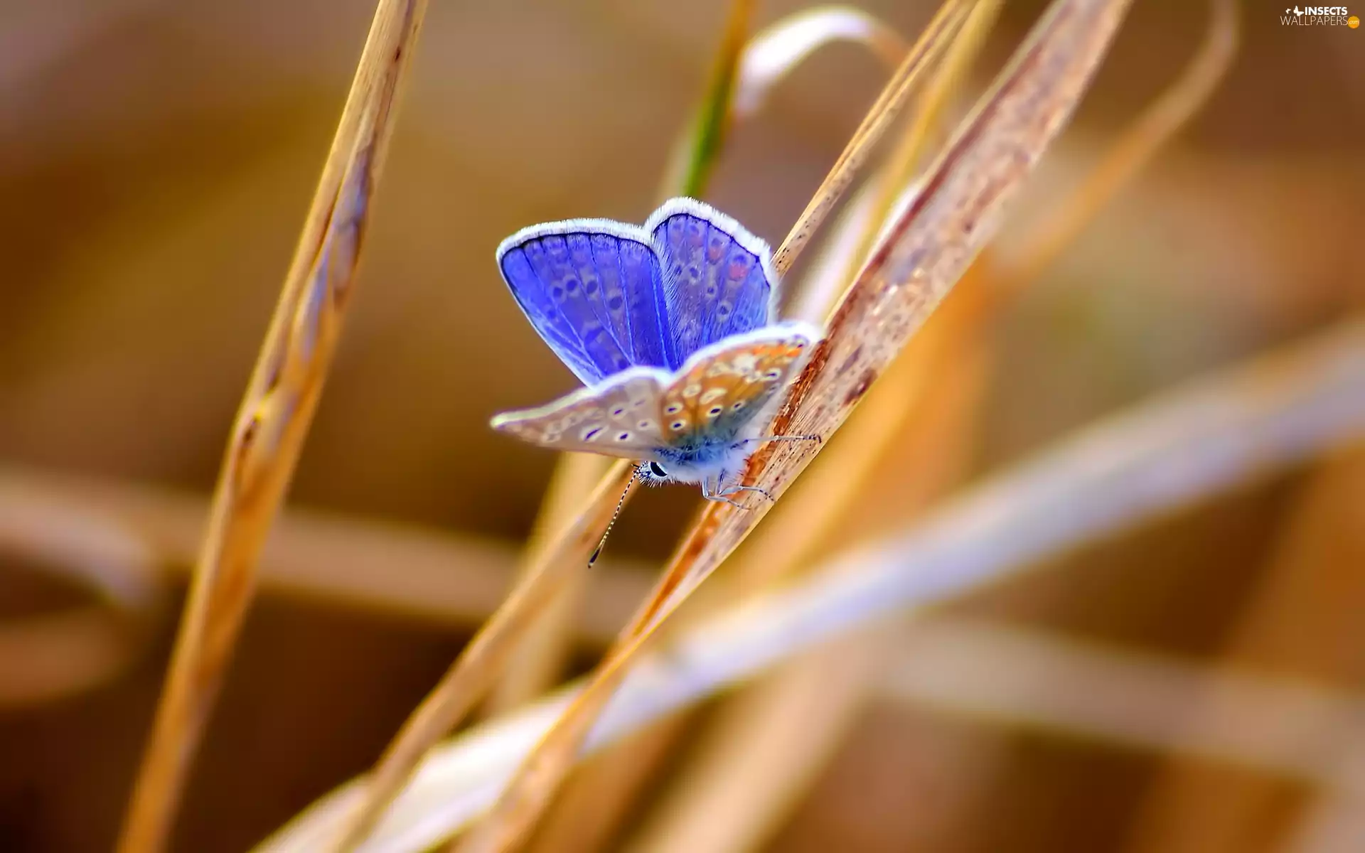 Dusky Icarus, Insect, blades, blur, grass, butterfly