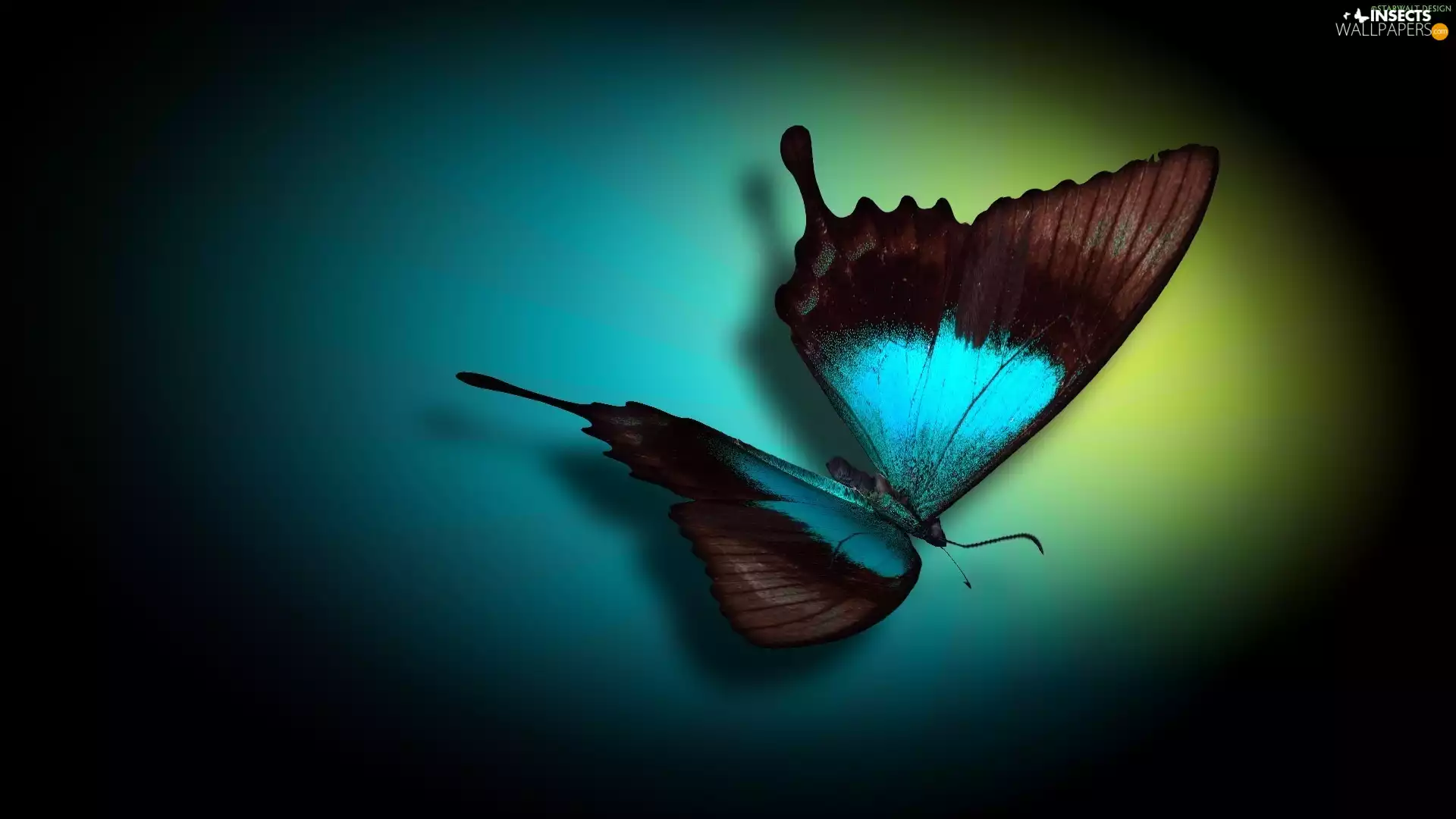 brown, butterfly, graphics, blue