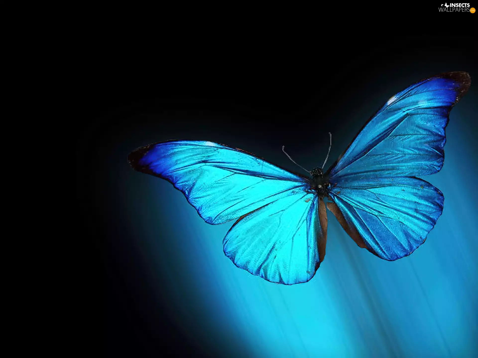 blue, butterfly