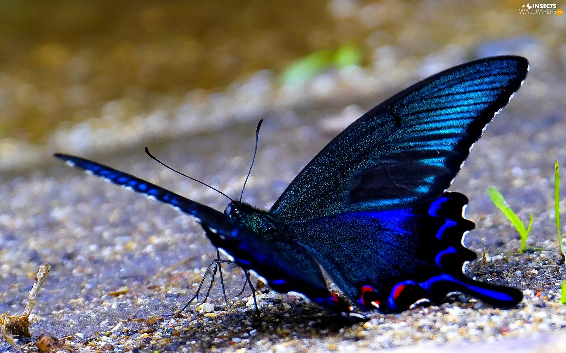 blue, butterfly