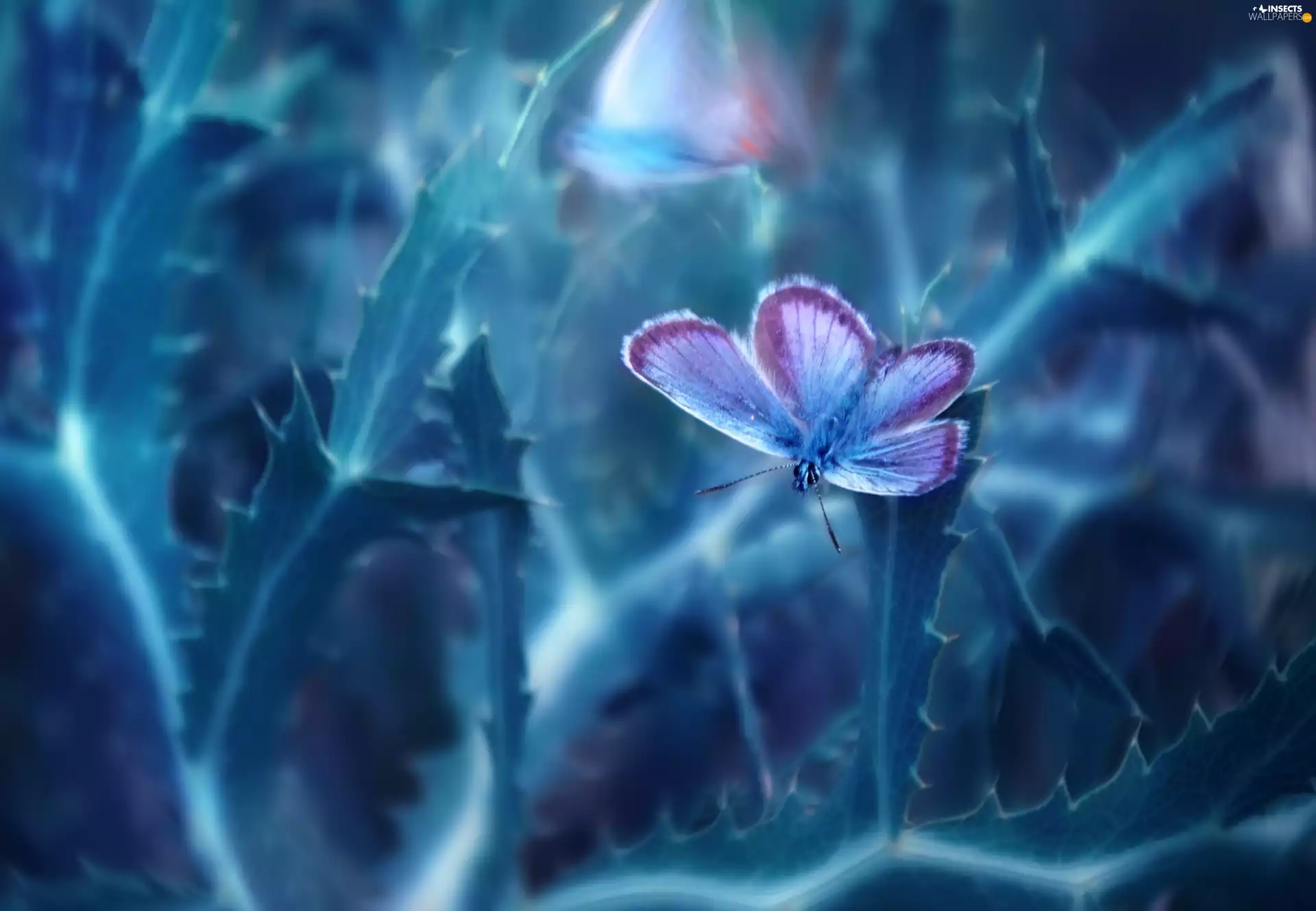 butterfly, plant, Close, Blue