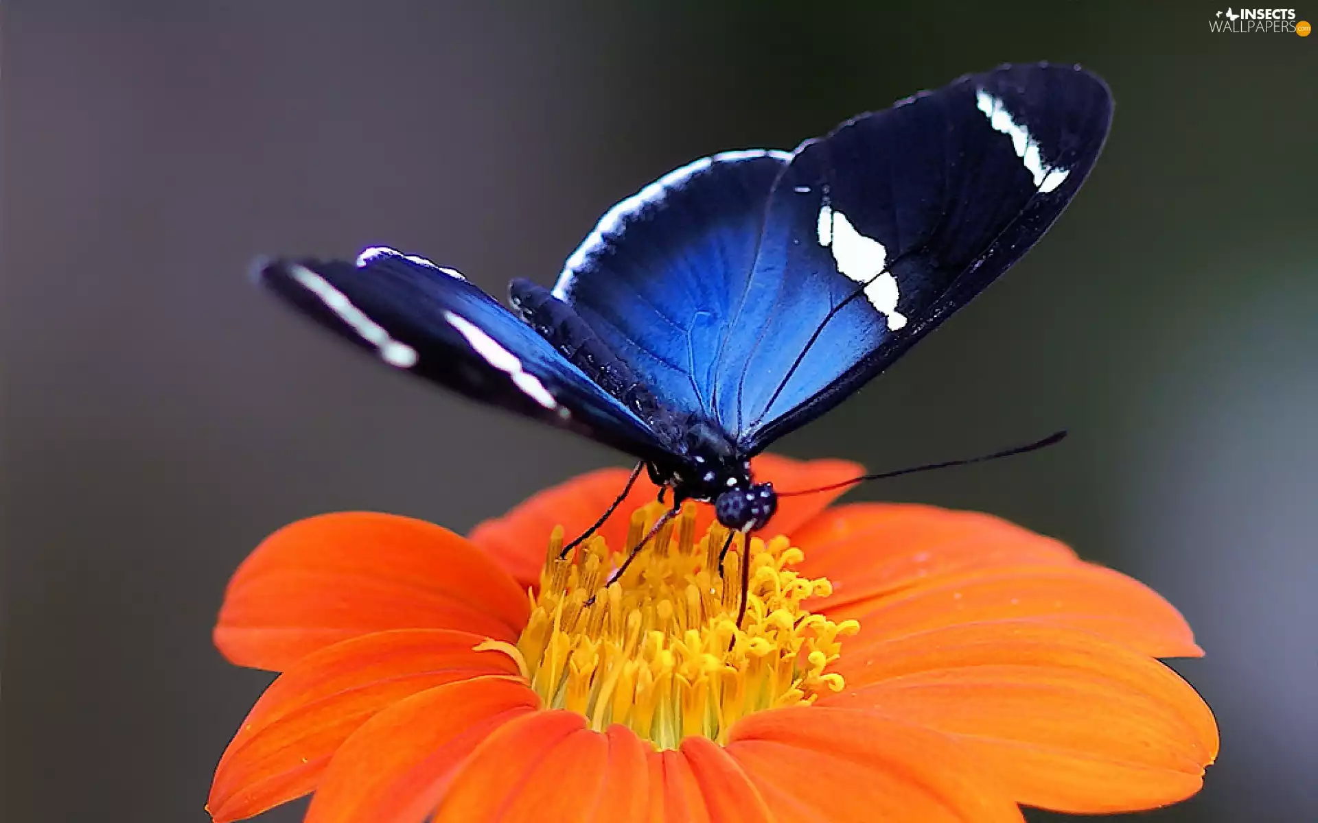 Orange, blue, butterfly, Colourfull Flowers