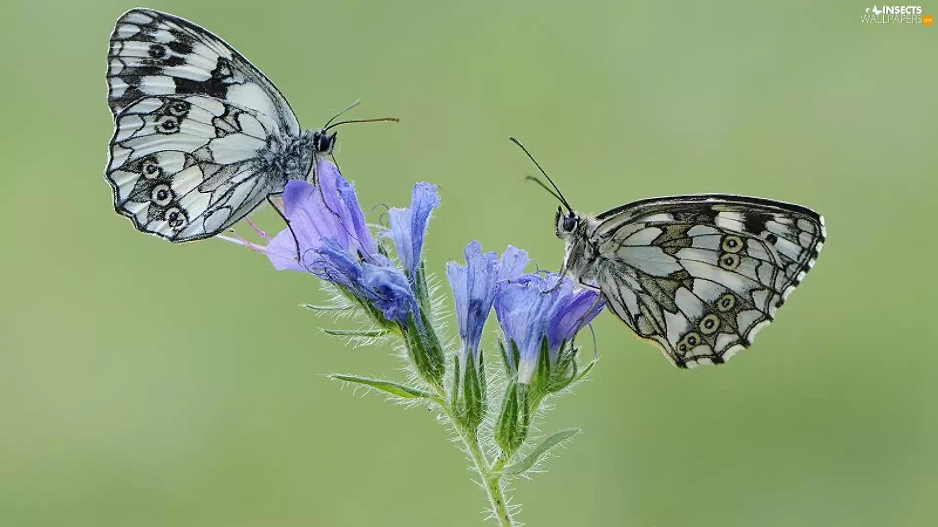 butterflies, marbled chessboard, Colourfull Flowers, Two cars, blue