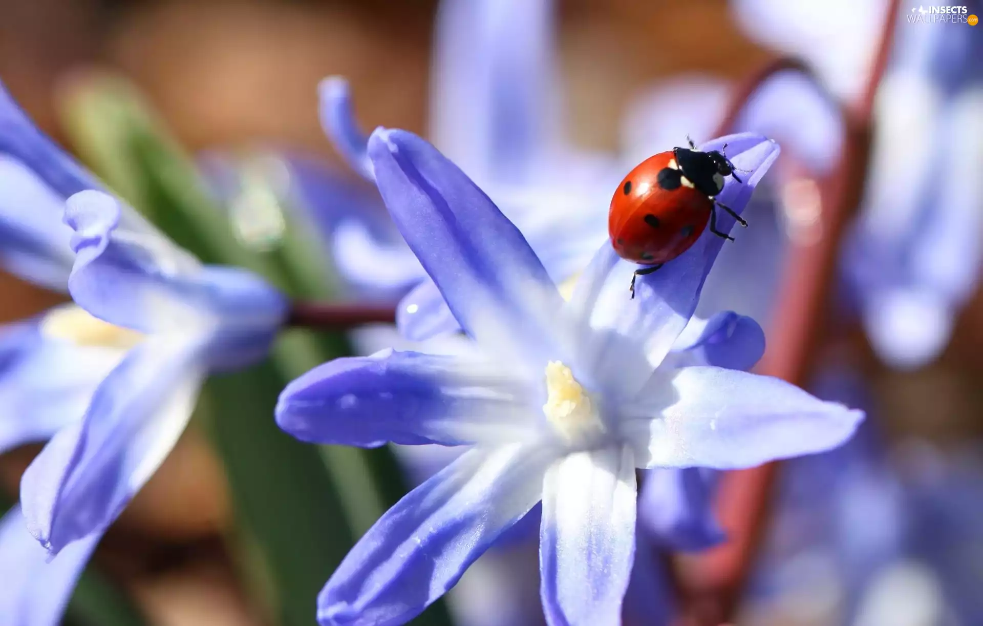 Colourfull Flowers, ladybird, blue