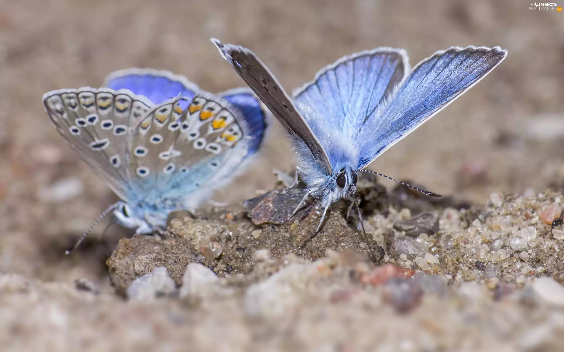 Two cars, Common blue butterfly, Sand, butterflies