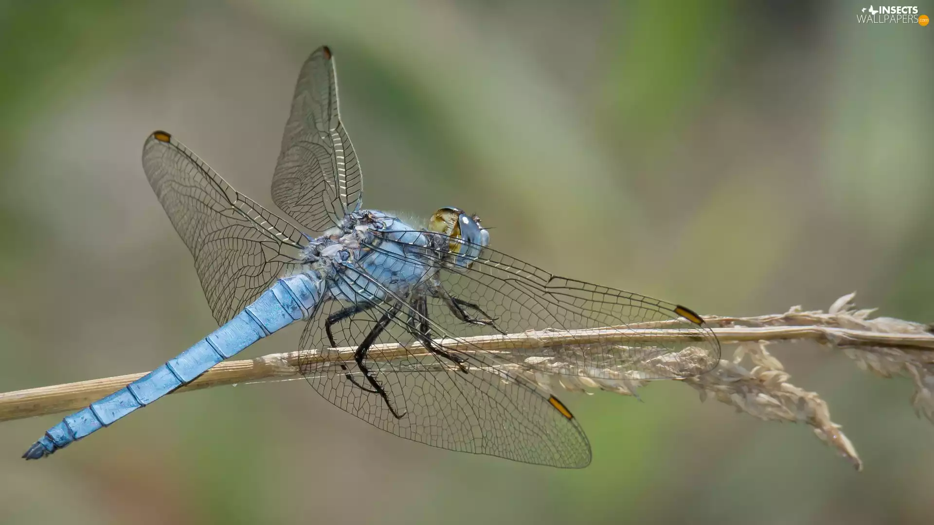 dragon-fly, Insect, Blue